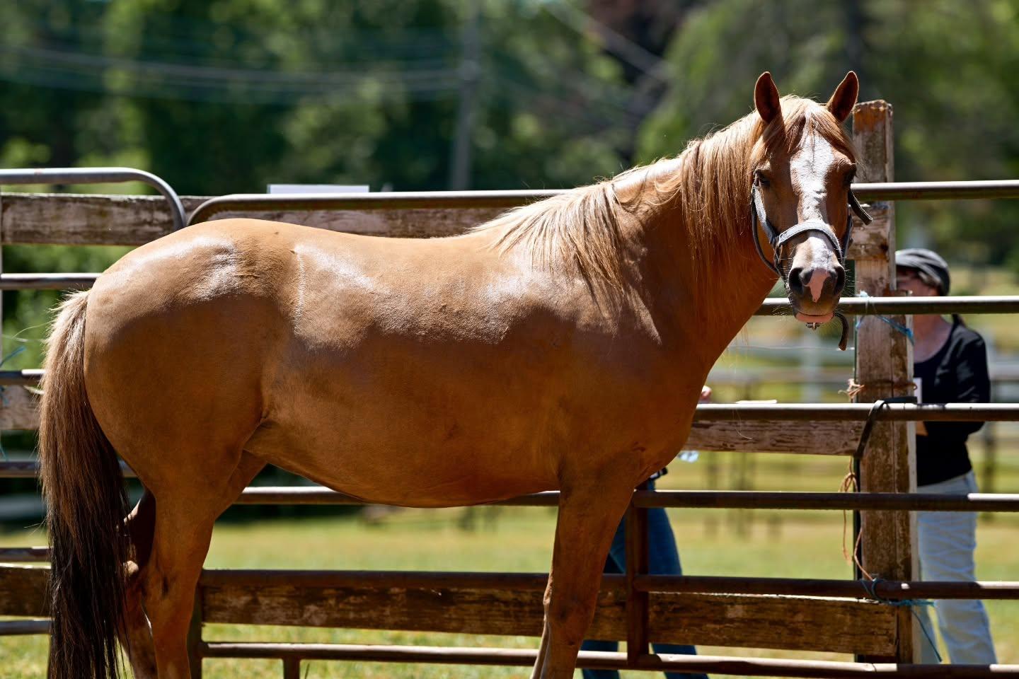 Enlarge Honey, a Adoptable Mustang in Northford, CT image 6/6