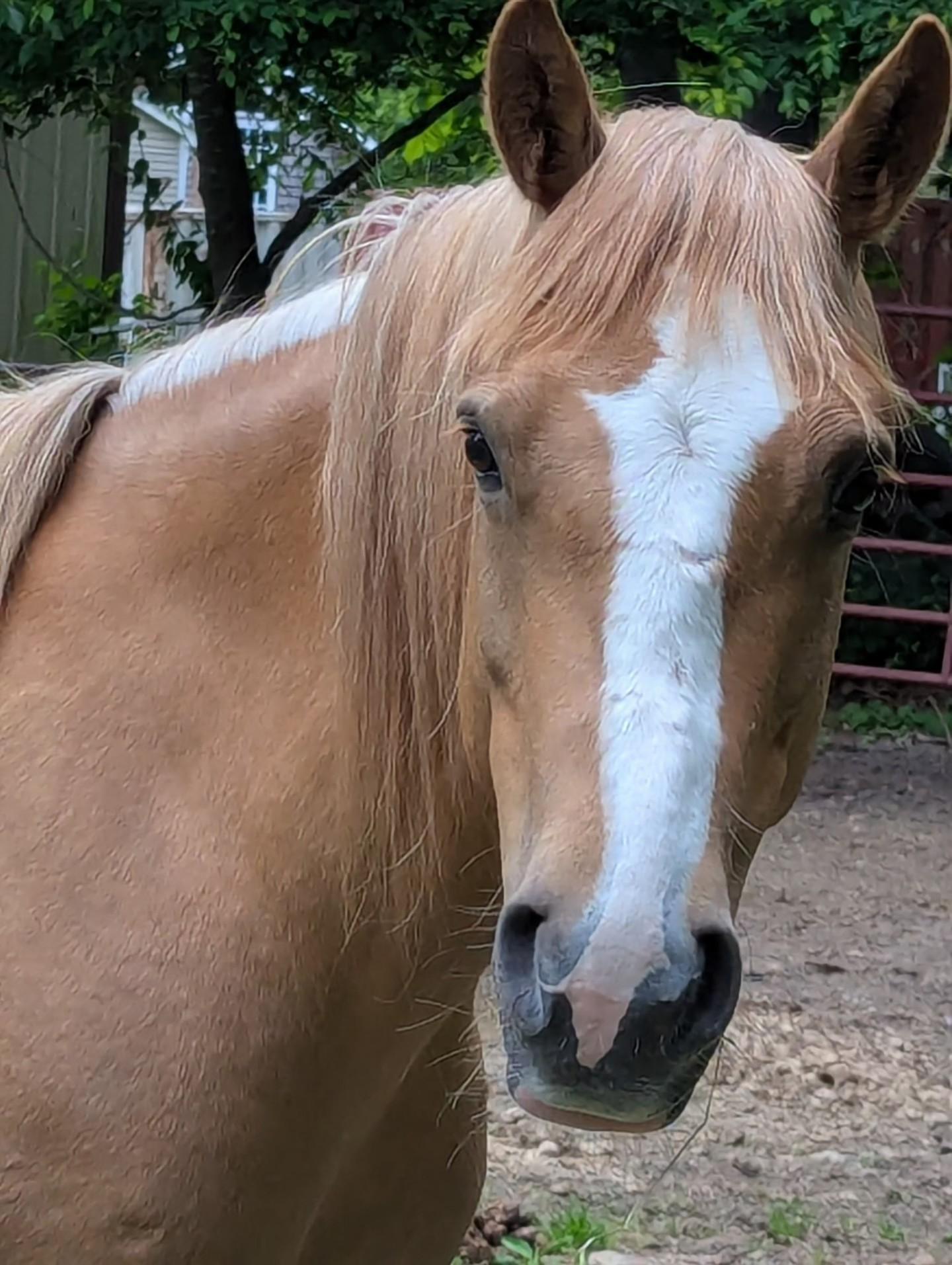 Honey, a Adoptable Mustang in Northford, CT image 3/4