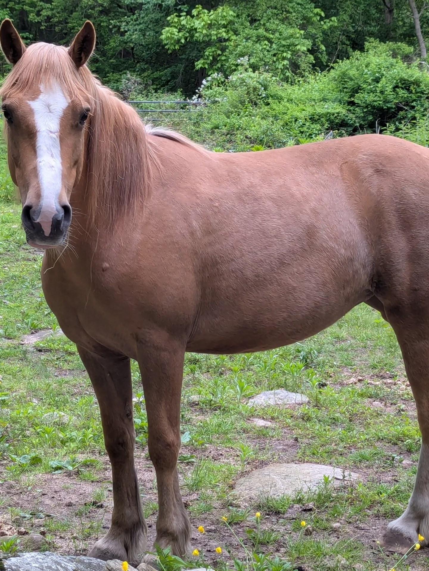 Honey, a Adoptable Mustang in Northford, CT image 4/4