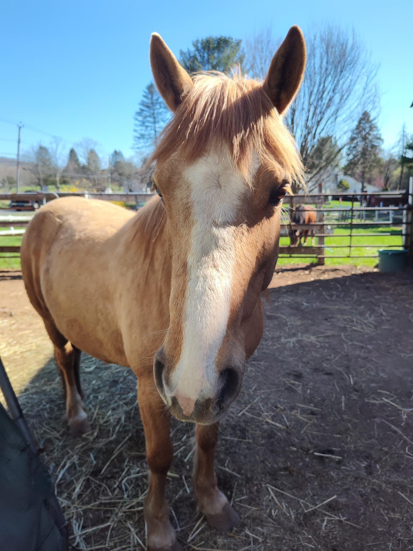 Enlarge Honey, a Adoptable Mustang in Northford, CT image 5/5
