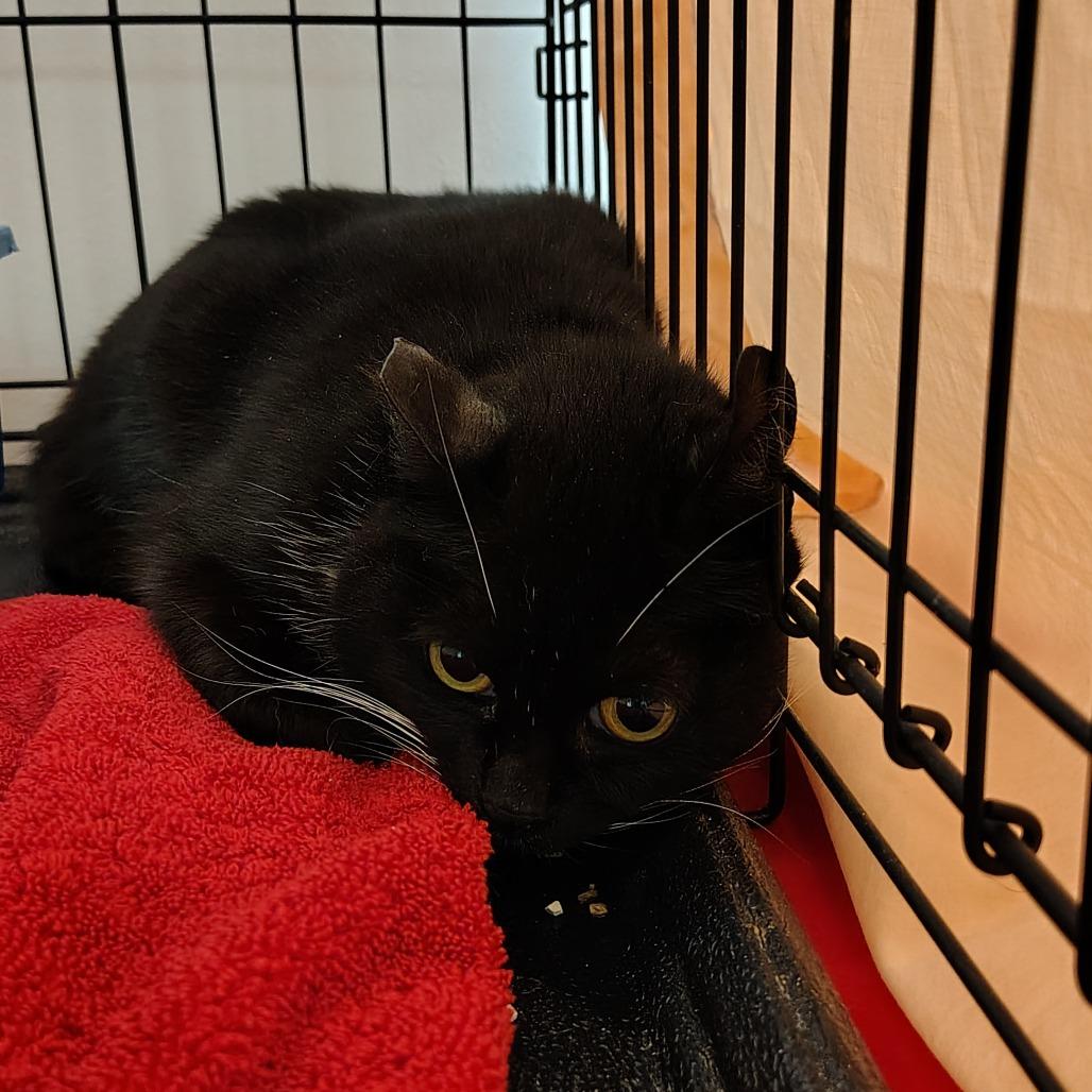 Cougar (barn cat), Adoptable, Adult Female Domestic Medium Hair.