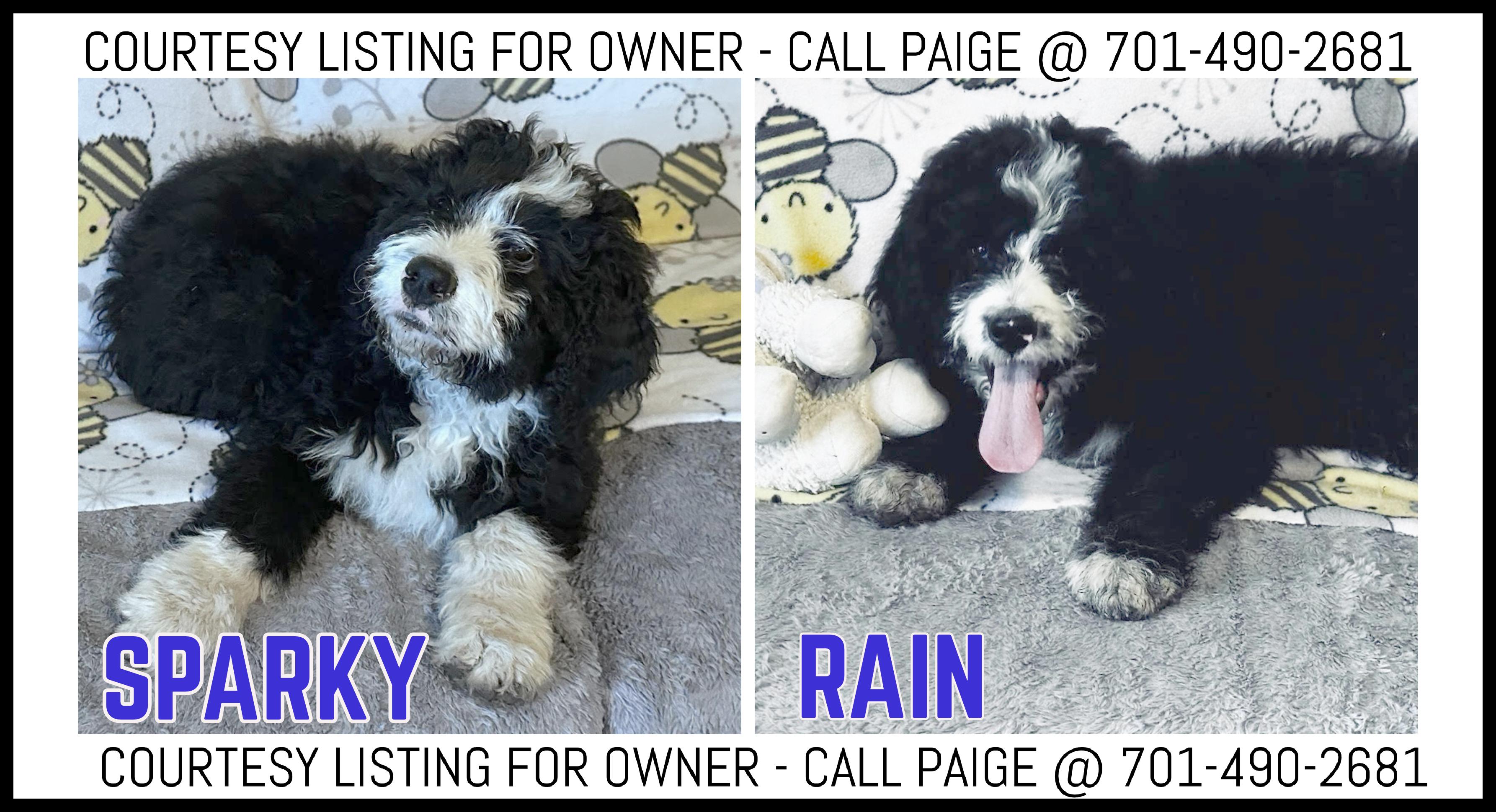 Enlarge Rain & Sparky - COURTESY LISTING FOR OWNER, a ADOPTABLE Bernedoodle in Valley City, ND image 1/1