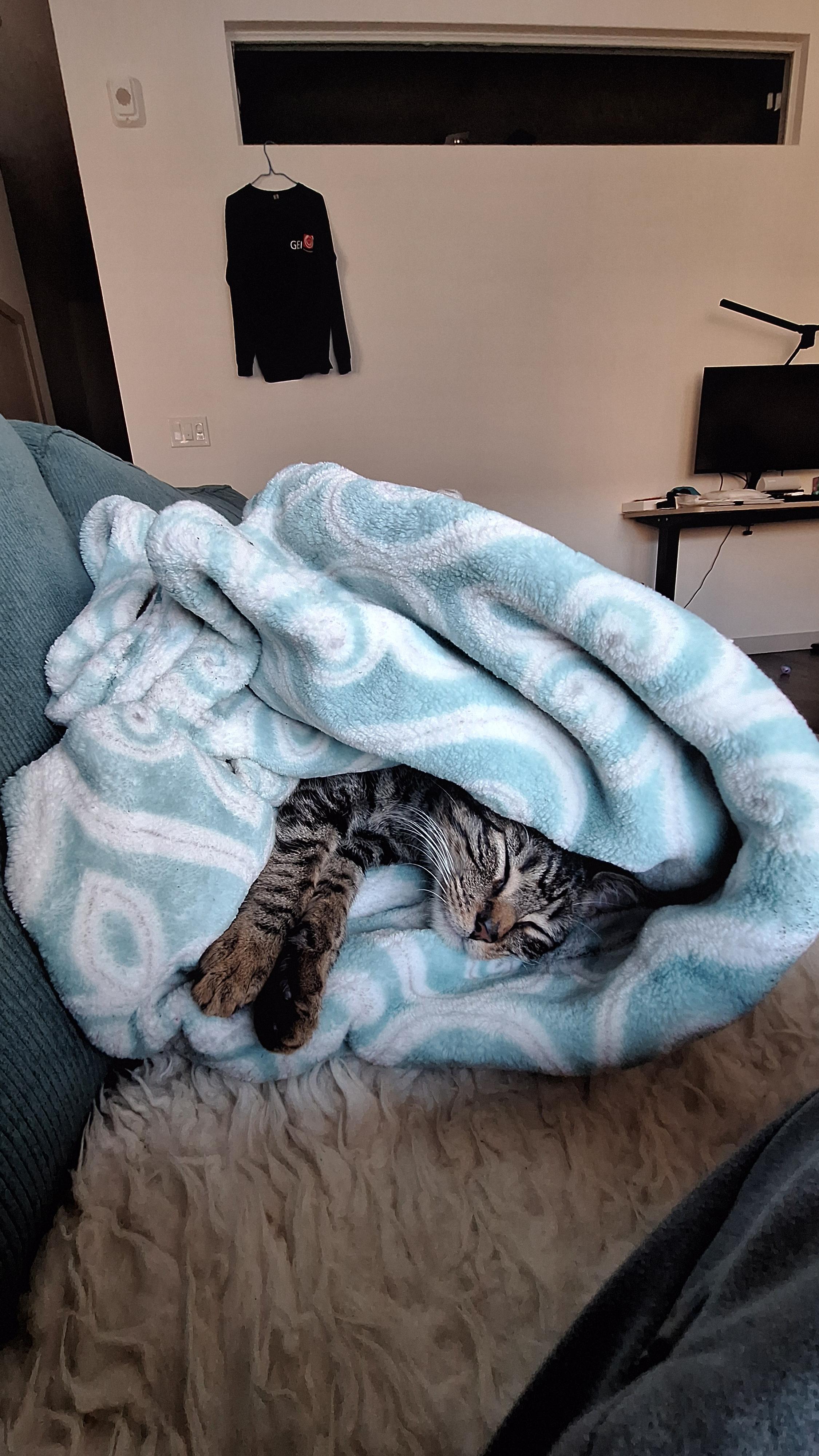 Mr Cuddles, ADOPTABLE, Young Male Domestic Short Hair.