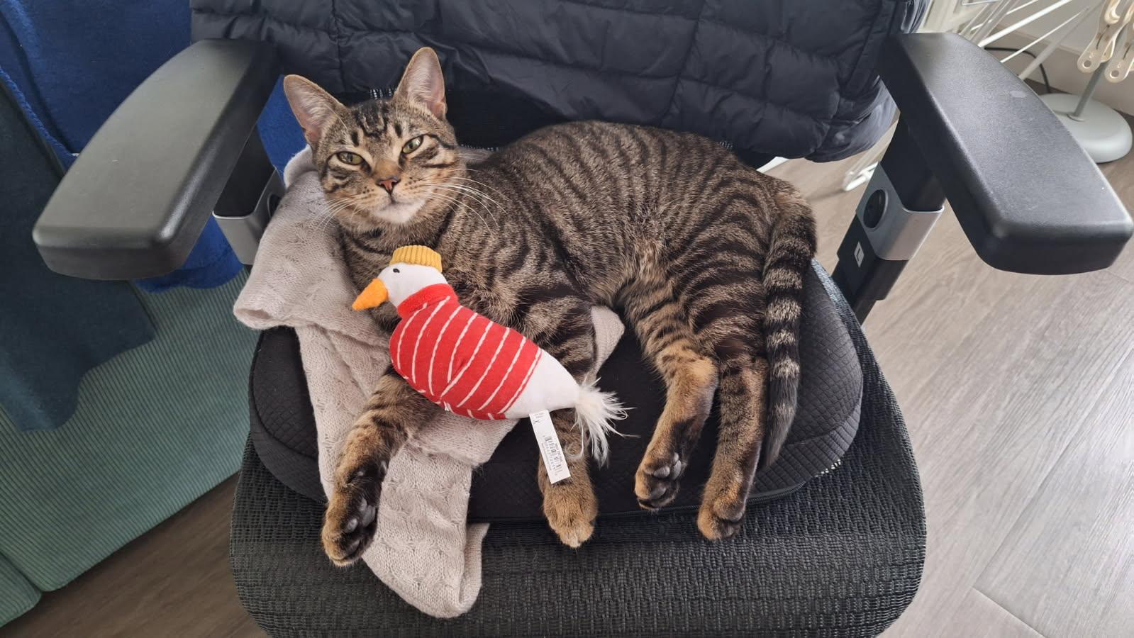 Mr Cuddles, a ADOPTABLE Domestic Short Hair in Melrose, MA image 2/6