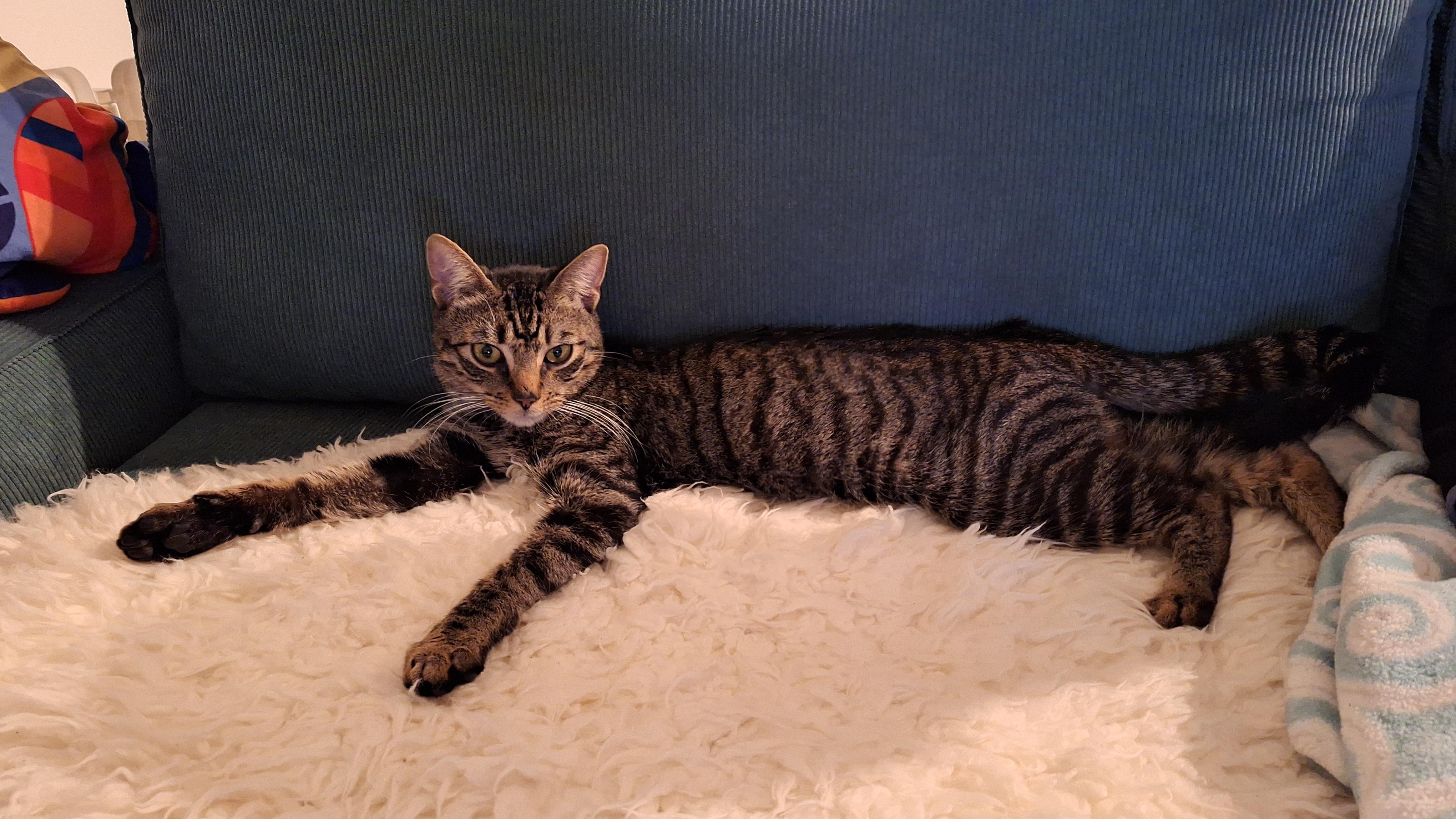 Mr Cuddles, a ADOPTABLE Domestic Short Hair in Melrose, MA image 3/6