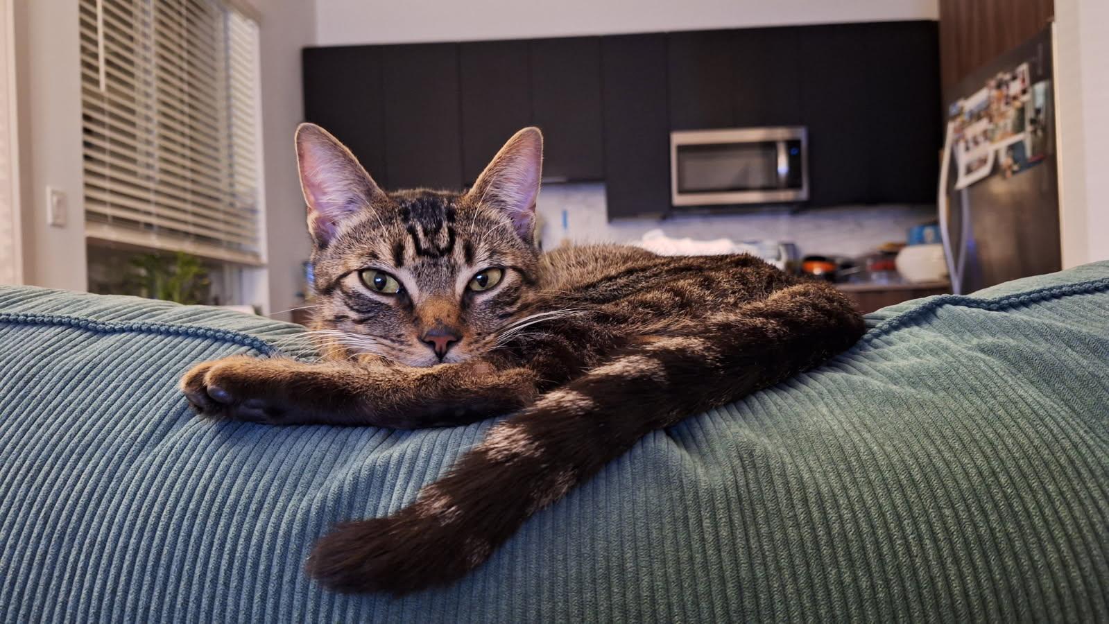 Mr Cuddles, a ADOPTABLE Domestic Short Hair in Melrose, MA image 5/6