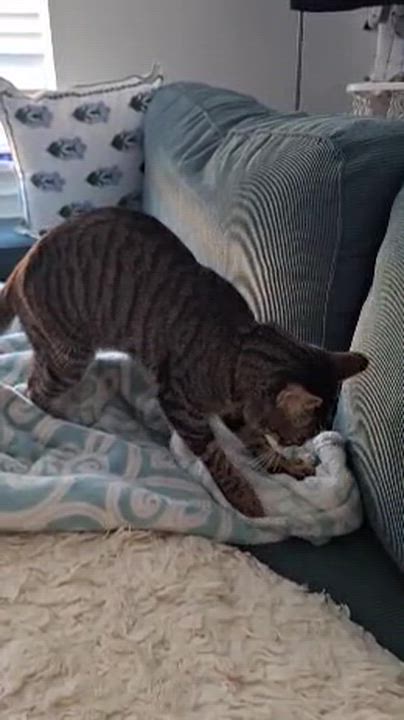 Enlarge Mr Cuddles, a ADOPTABLE Domestic Short Hair in Melrose, MA video 6/6