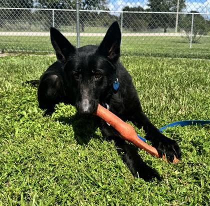 Enlarge Leila, a Adoptable mixed breed in Vero Beach, FL image 1/2