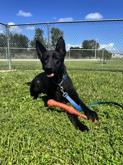 Enlarge Leila, a Adoptable mixed breed in Vero Beach, FL image 2/2