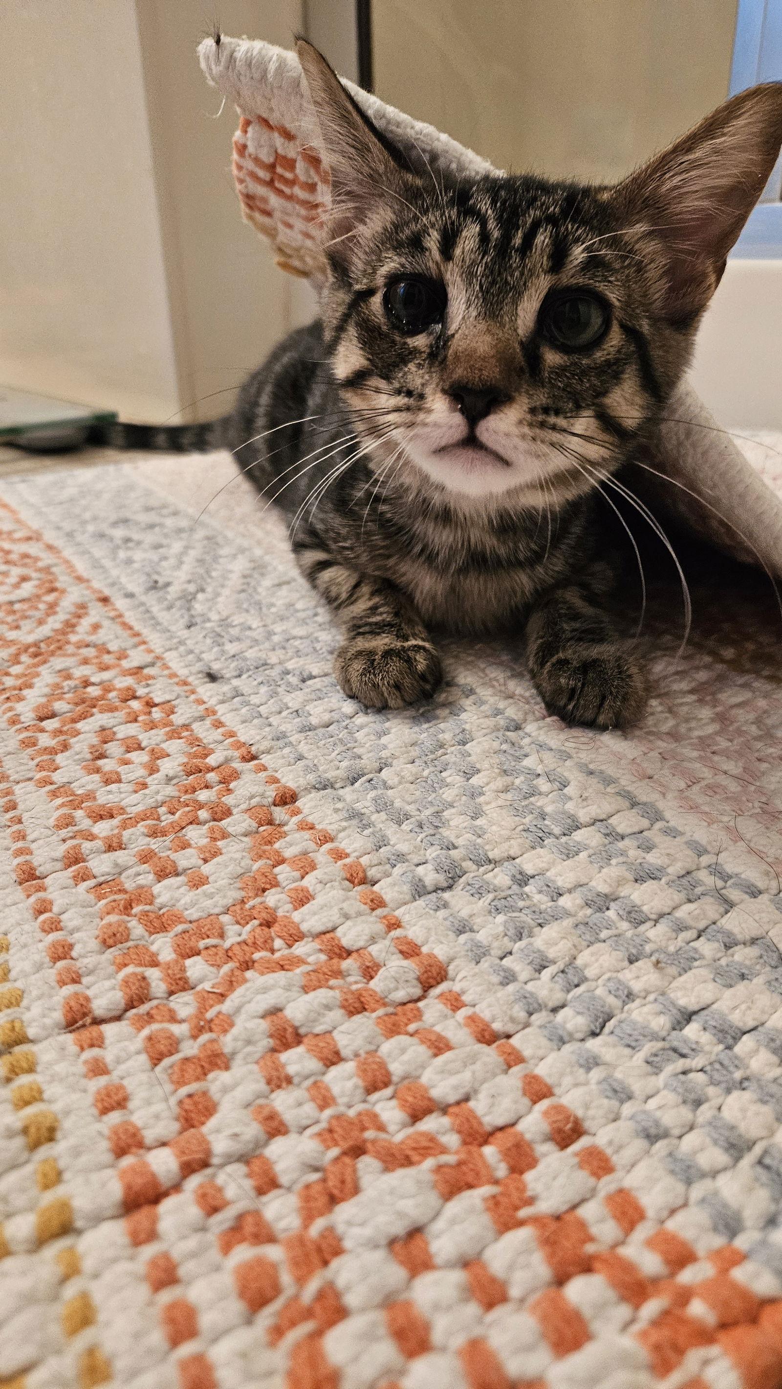 Prue, a Adoptable Domestic Short Hair in Antioch, CA image 1/3