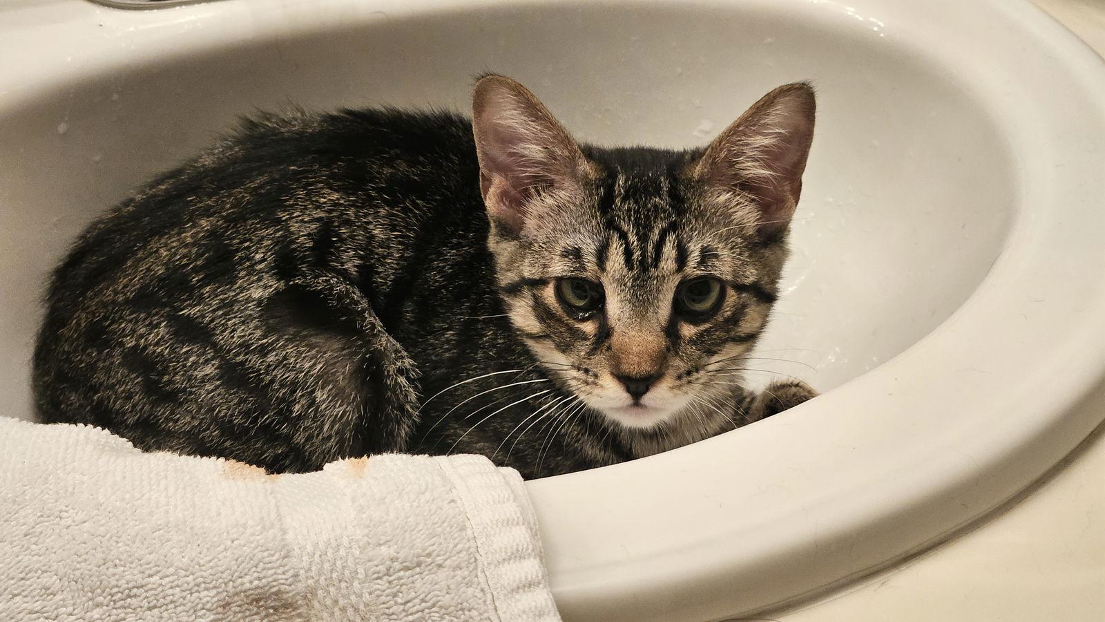 Prue, a Adoptable Domestic Short Hair in Antioch, CA image 2/3