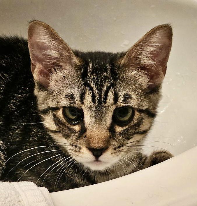 Prue, a Adoptable Domestic Short Hair in Antioch, CA image 3/3