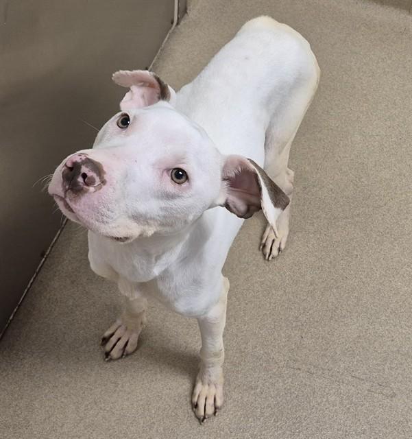 Enlarge SLIM SHADY, a Adoptable Pit Bull Terrier in Decatur, IL image 1/1