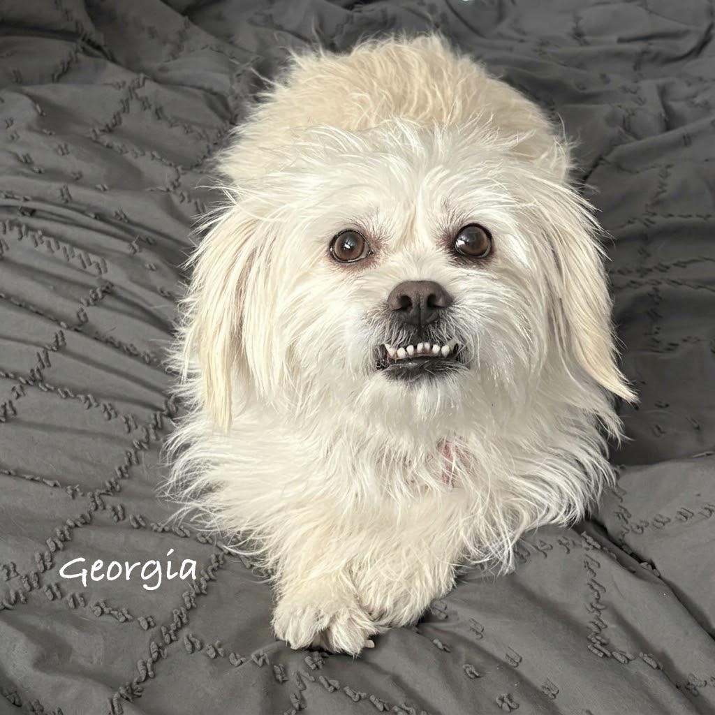 Georgia, Adopted, Adult Female Maltese.