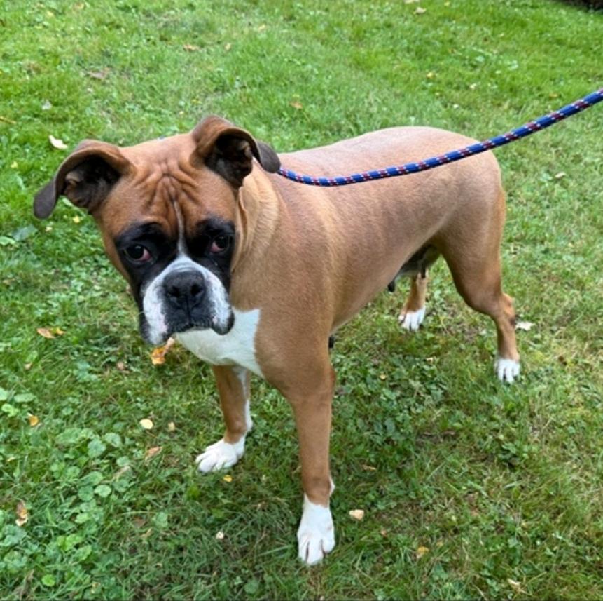 Lucy Belle-boxer, Adopted, Adult Female Boxer.