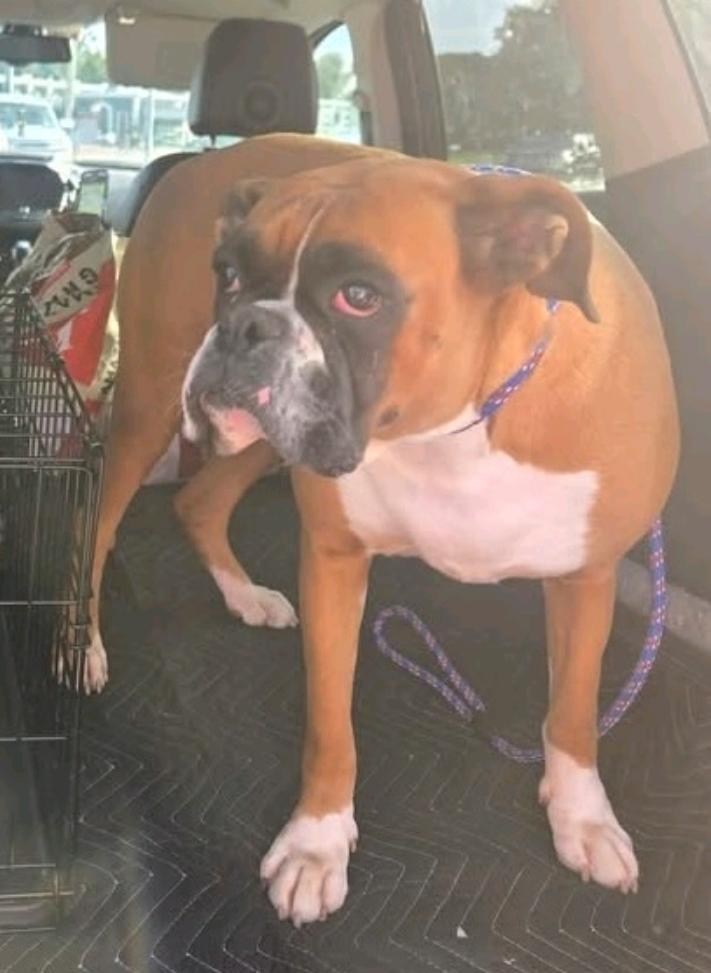 Enlarge Lucy Belle-boxer, a Adopted Boxer in Hamburg, NY image 2/6