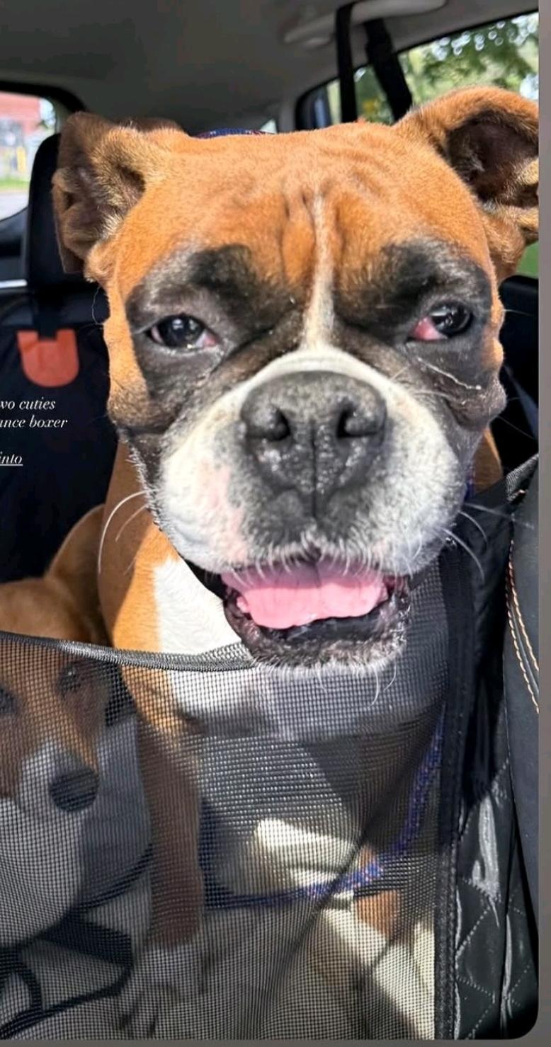Enlarge Lucy Belle-boxer, a Adopted Boxer in Hamburg, NY image 4/6