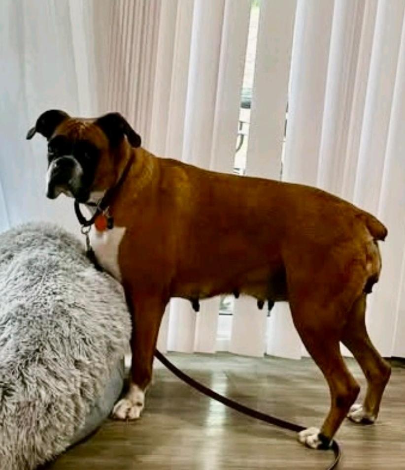 Enlarge Lucy Belle-boxer, a Adopted Boxer in Hamburg, NY image 3/6