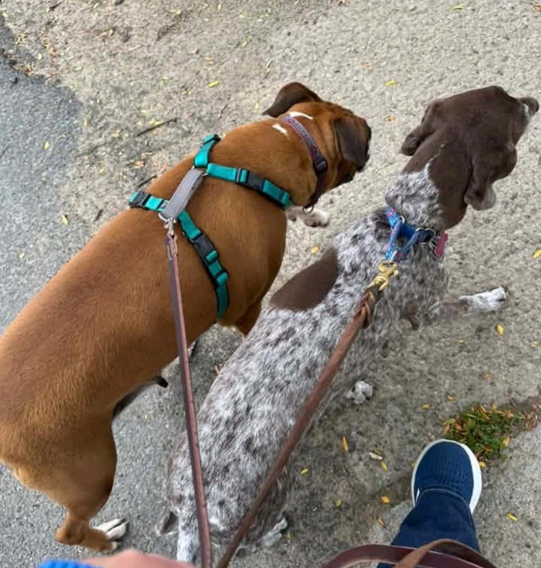 Enlarge Lucy Belle-boxer, a Adopted Boxer in Hamburg, NY image 6/6