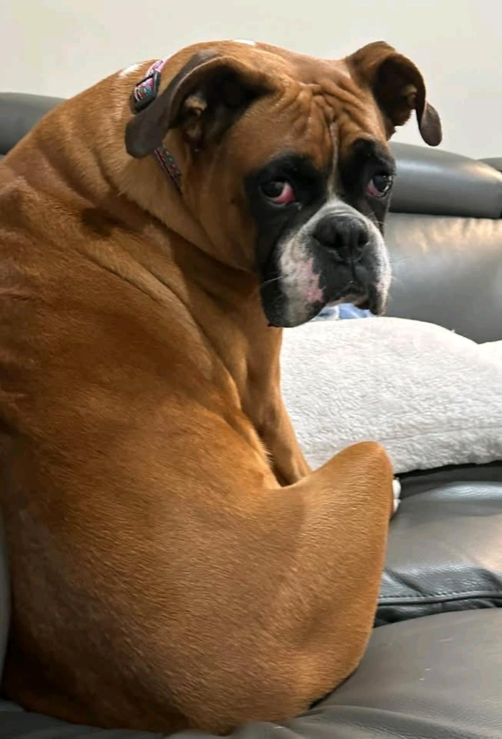 Enlarge Lucy Belle-boxer, a Adopted Boxer in Hamburg, NY image 5/6