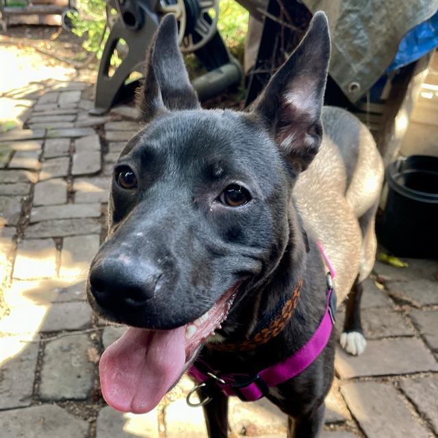 Enlarge MYSTIQUE, a Adoptable mixed breed in Alameda, CA image 1/1