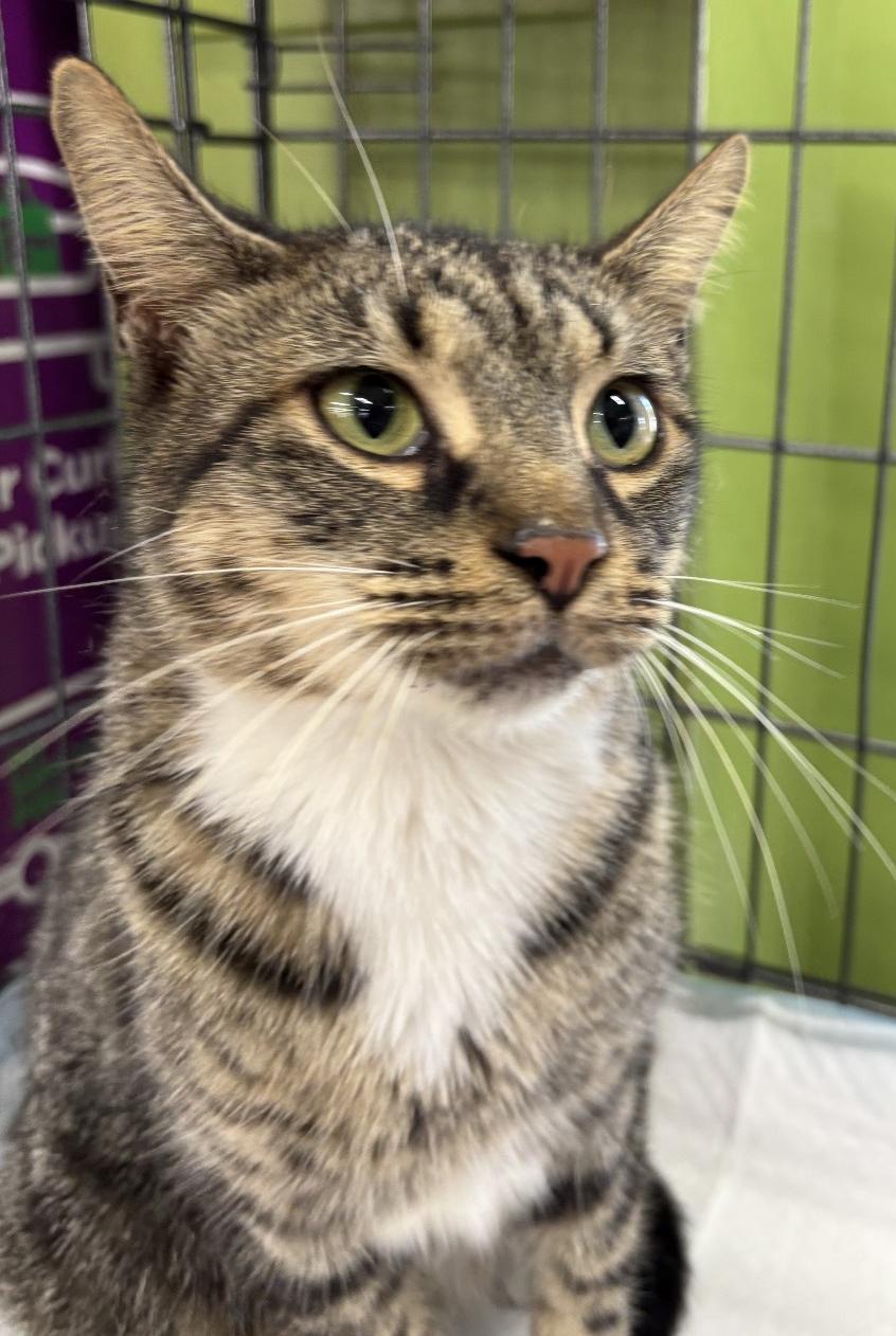 Enlarge Lioness - QUIRKY AND FUN TABBY, a ADOPTABLE Domestic Short Hair in Bristow, VA image 1/1