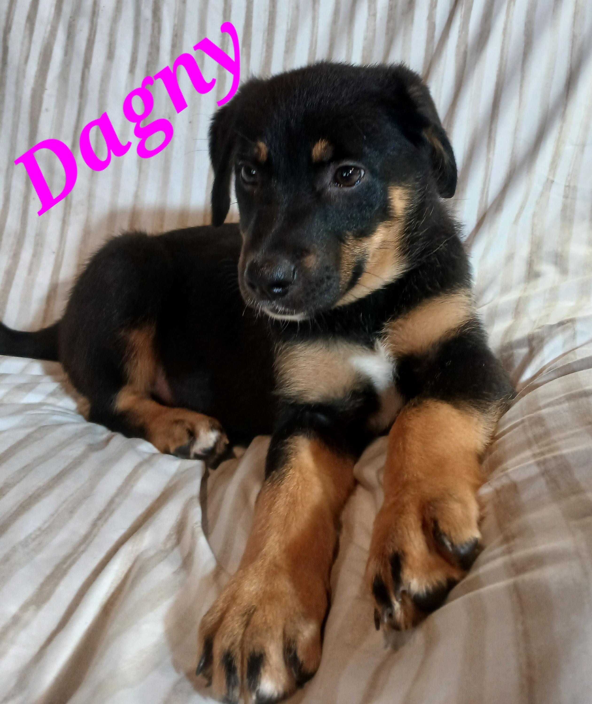 Dagny, adoptable, Puppy Female German Shepherd Dog.