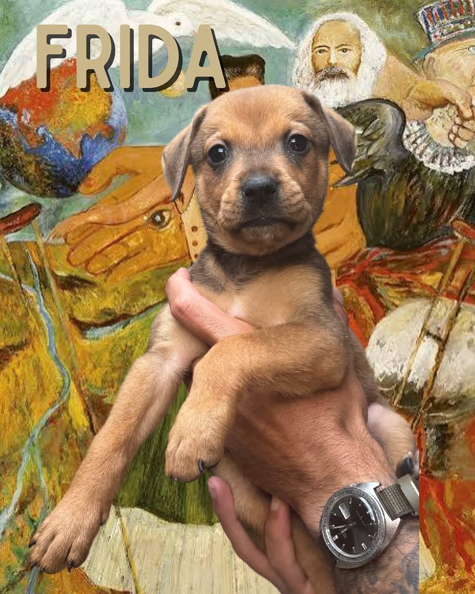 Frida Kahlo, an adopted Mixed Breed in Memphis, TN image 2/6