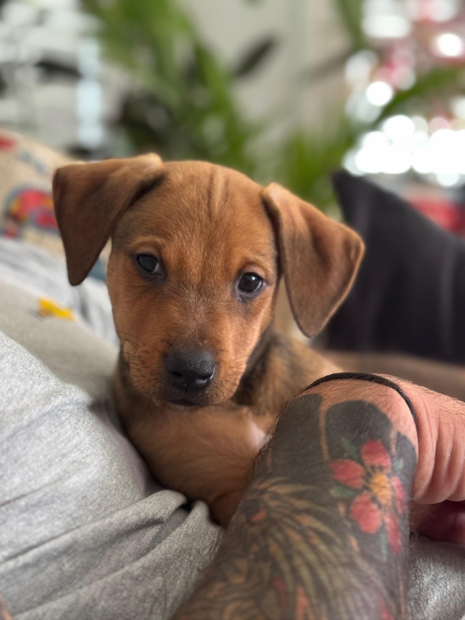 Frida Kahlo, an adopted Mixed Breed in Memphis, TN image 3/6