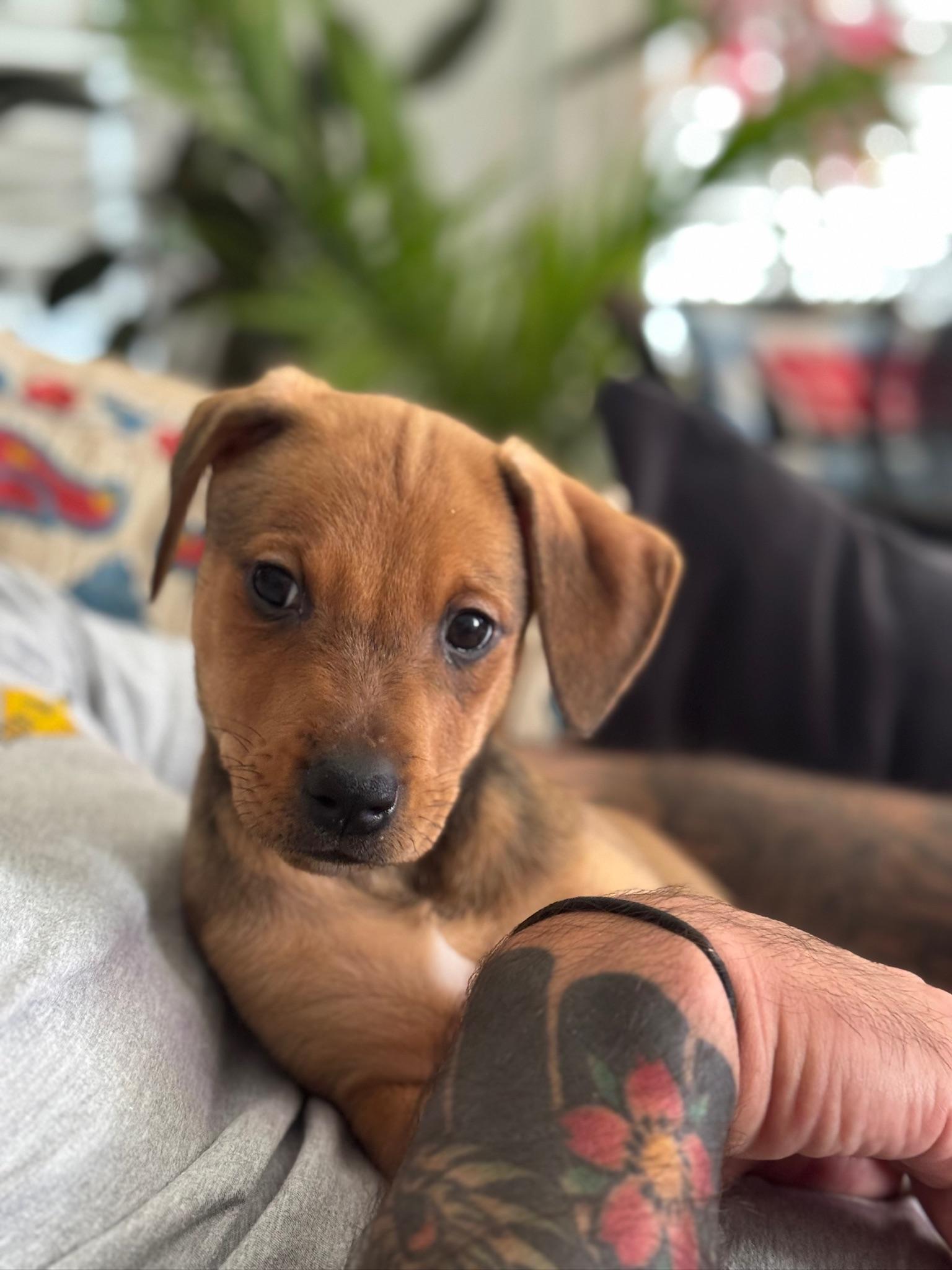 Frida Kahlo, an adopted Mixed Breed in Memphis, TN image 4/6