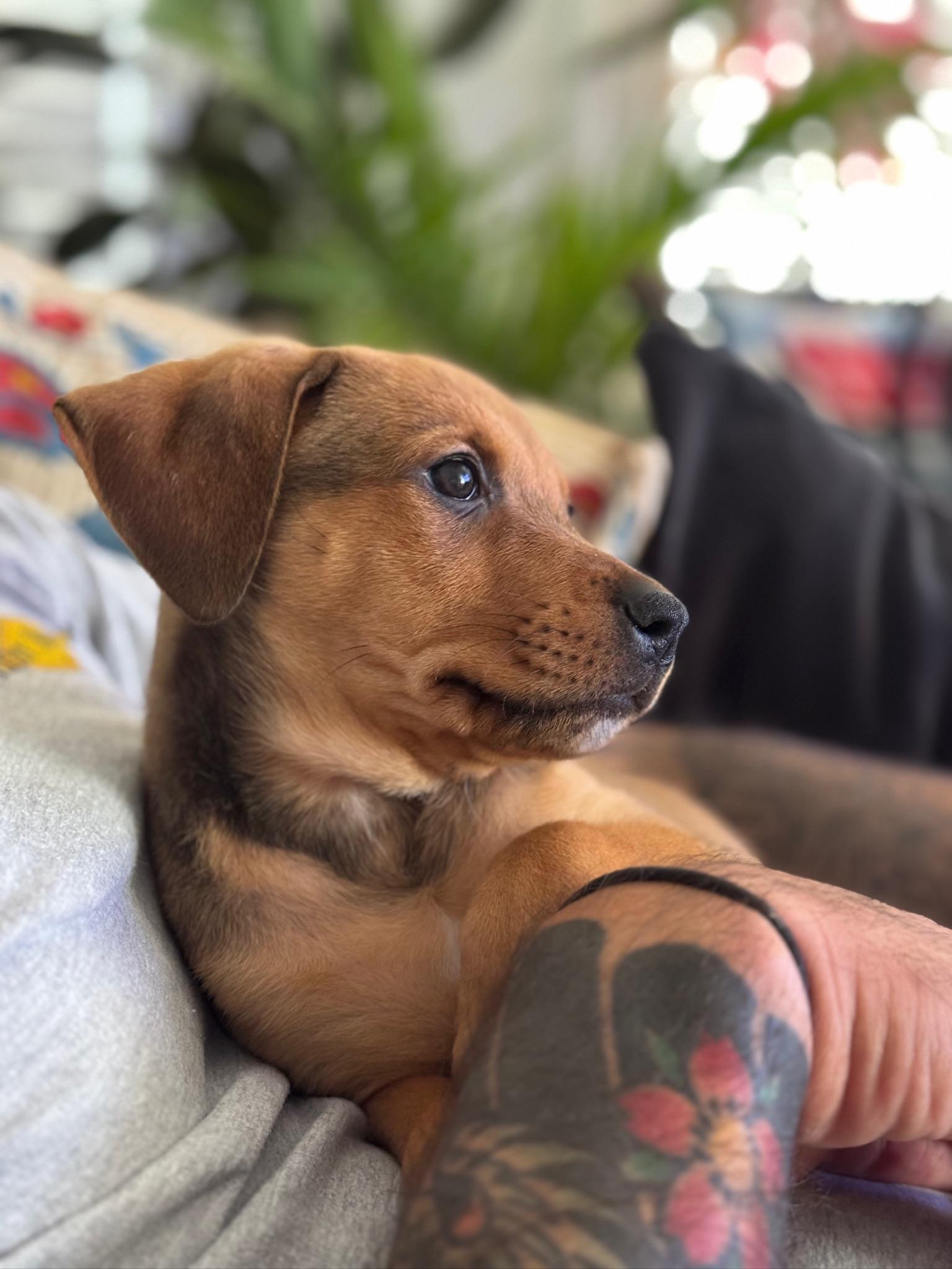 Frida Kahlo, an adopted Mixed Breed in Memphis, TN image 5/6