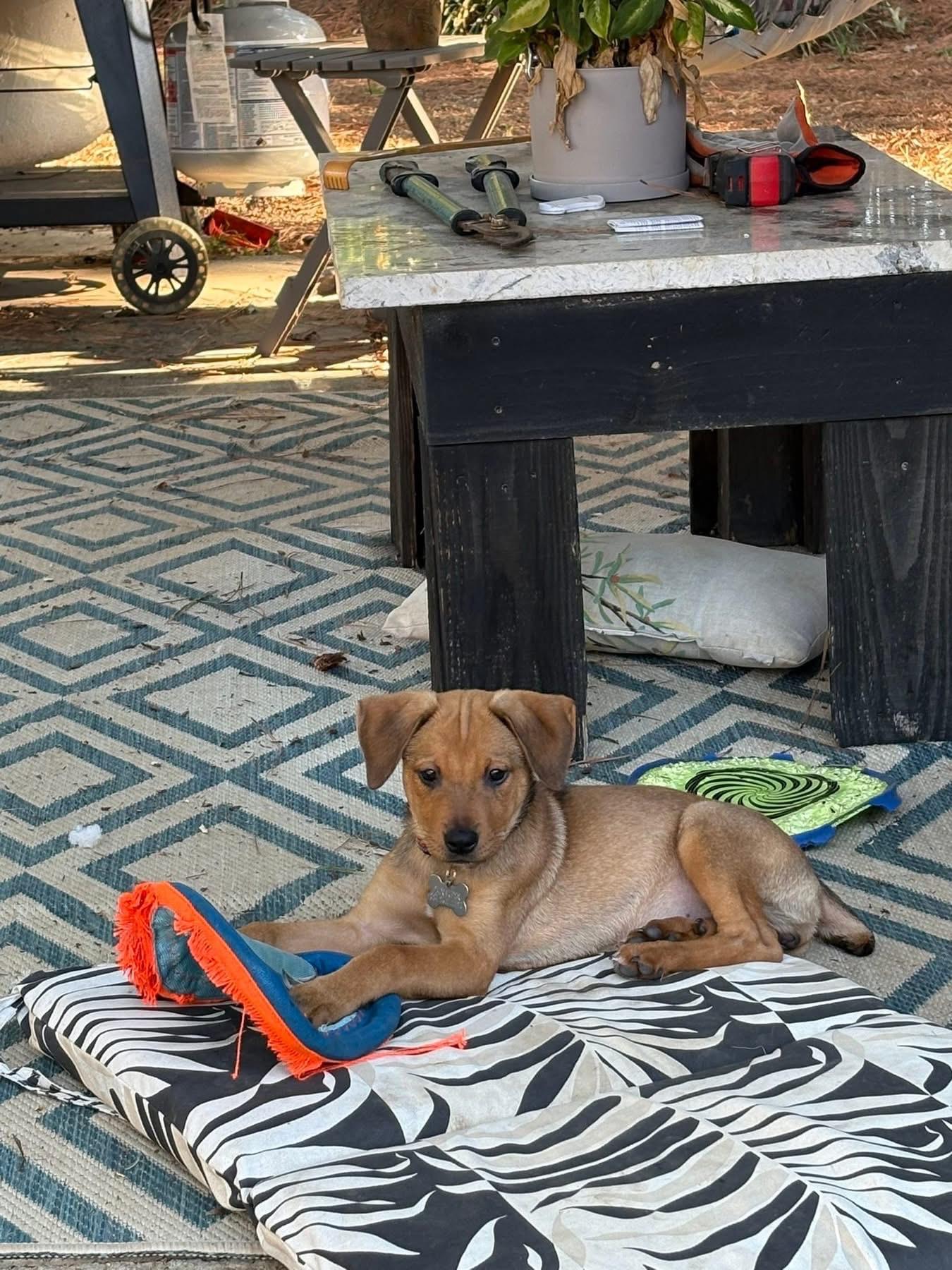 Frida Kahlo, adopted, Puppy Female Mixed Breed.