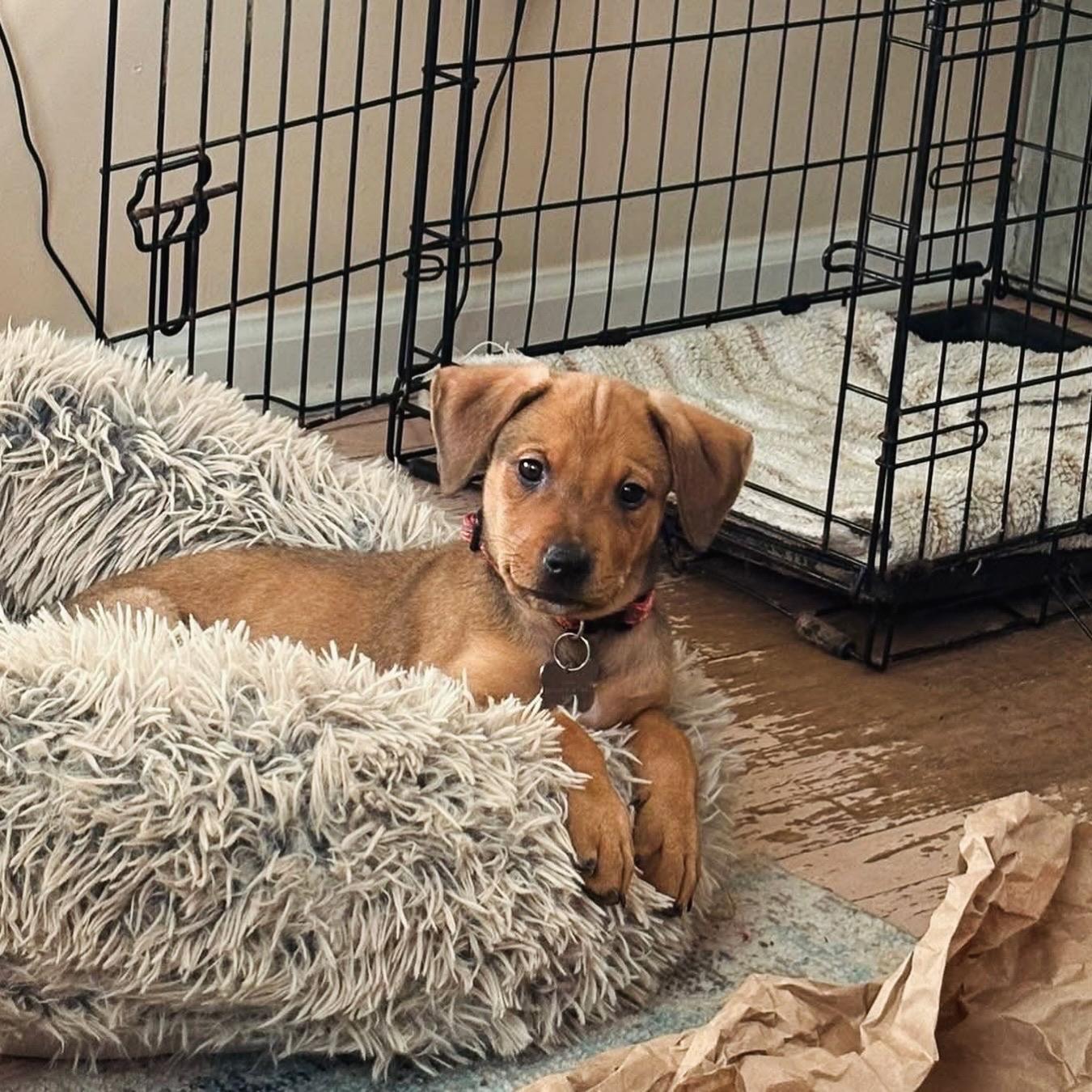 Frida Kahlo, an adopted Mixed Breed in Memphis, TN image 6/6