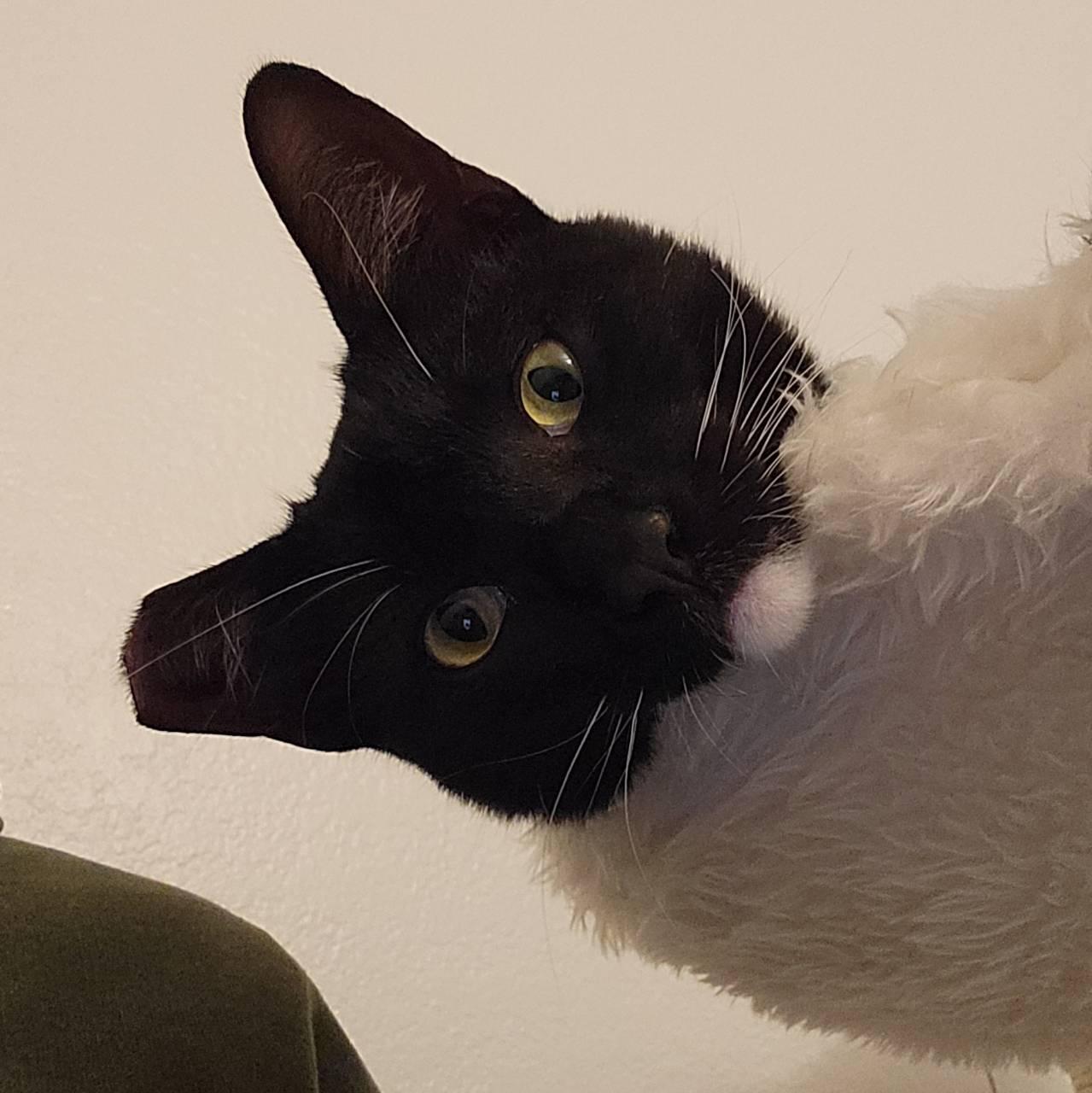 Nigiri, ADOPTABLE, Young Male Tuxedo.