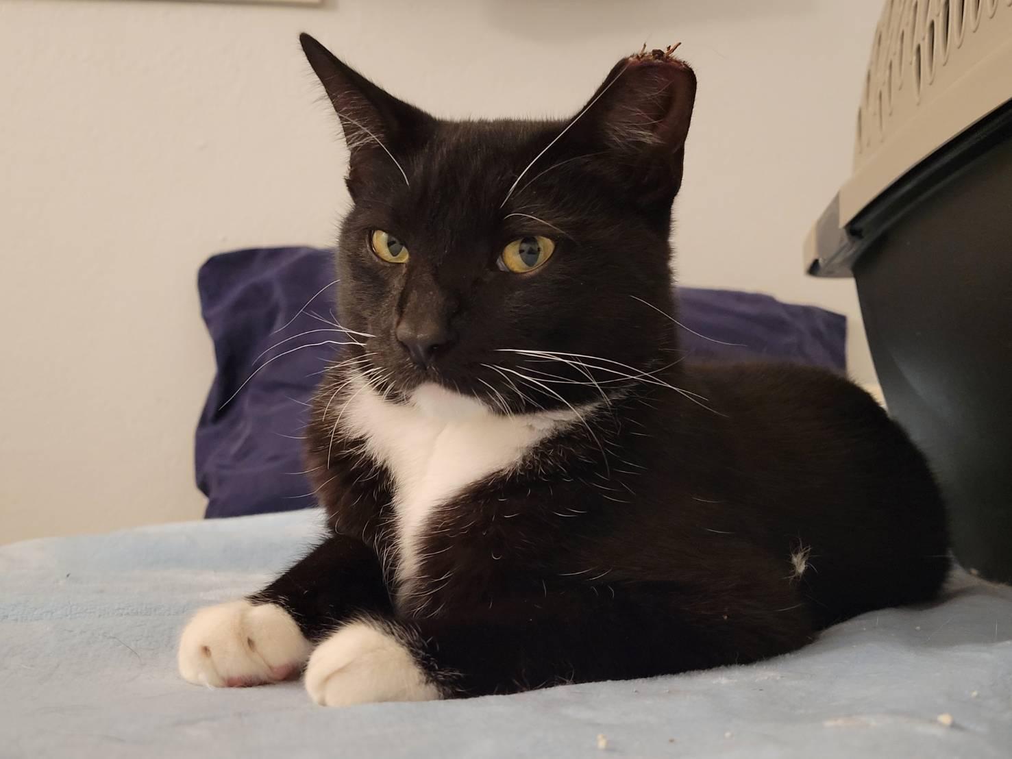 Enlarge Nigiri, a ADOPTABLE Tuxedo in Elk Grove, CA image 2/2