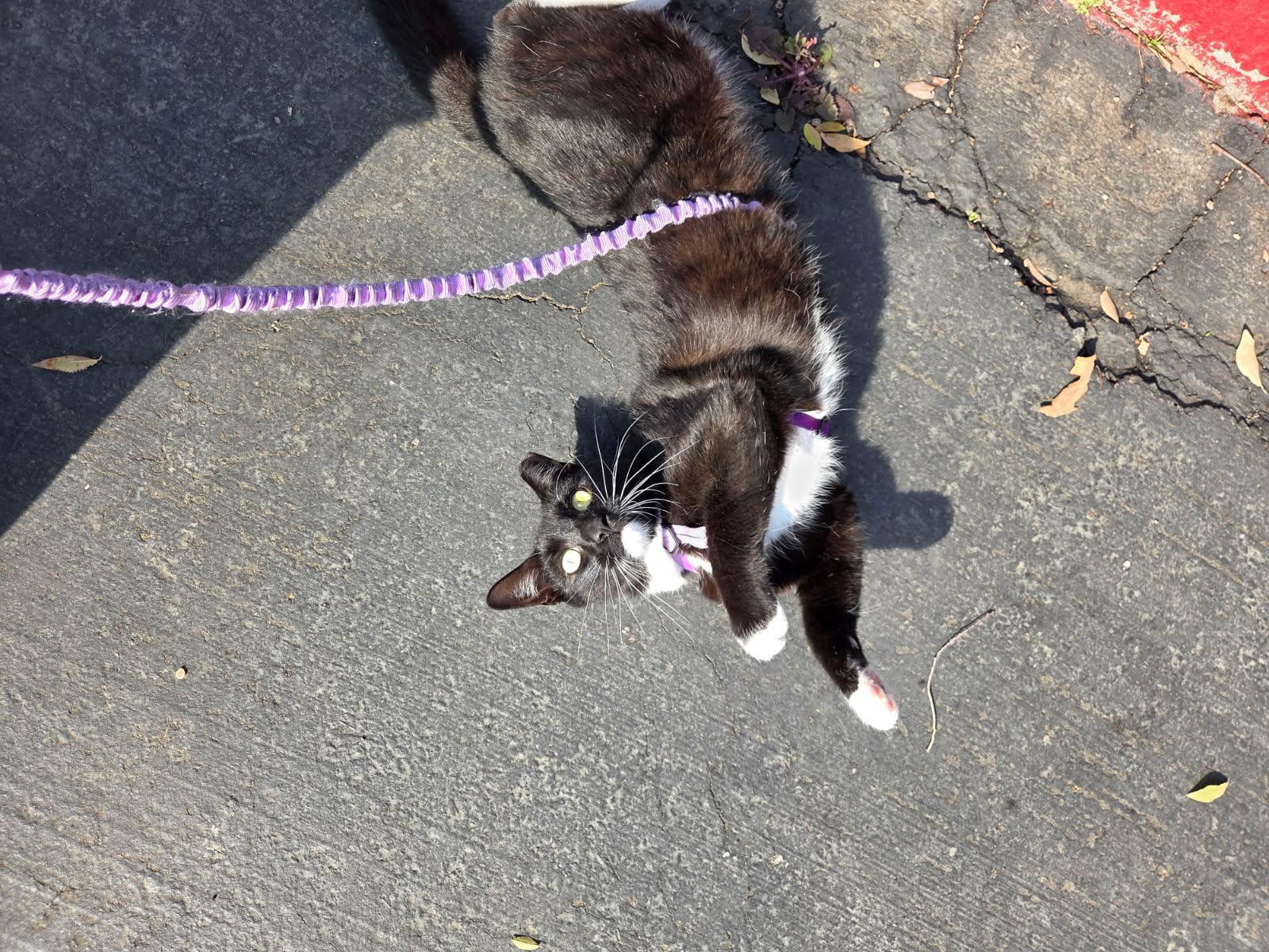 Nigiri, ADOPTABLE, Young Male Tuxedo.