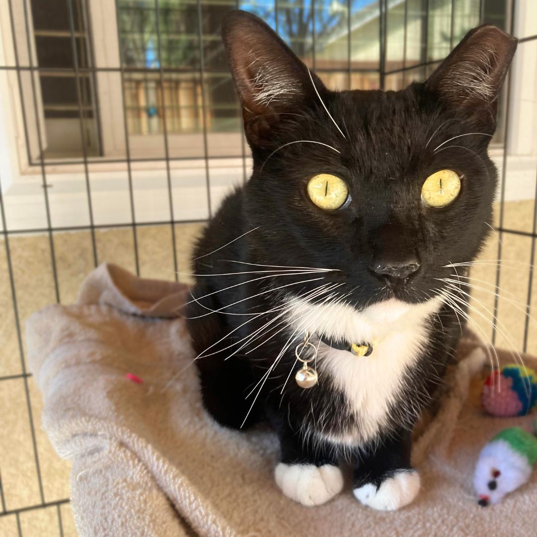 Enlarge Nigiri, an adoptable Tuxedo in Elk Grove, CA image 3/4