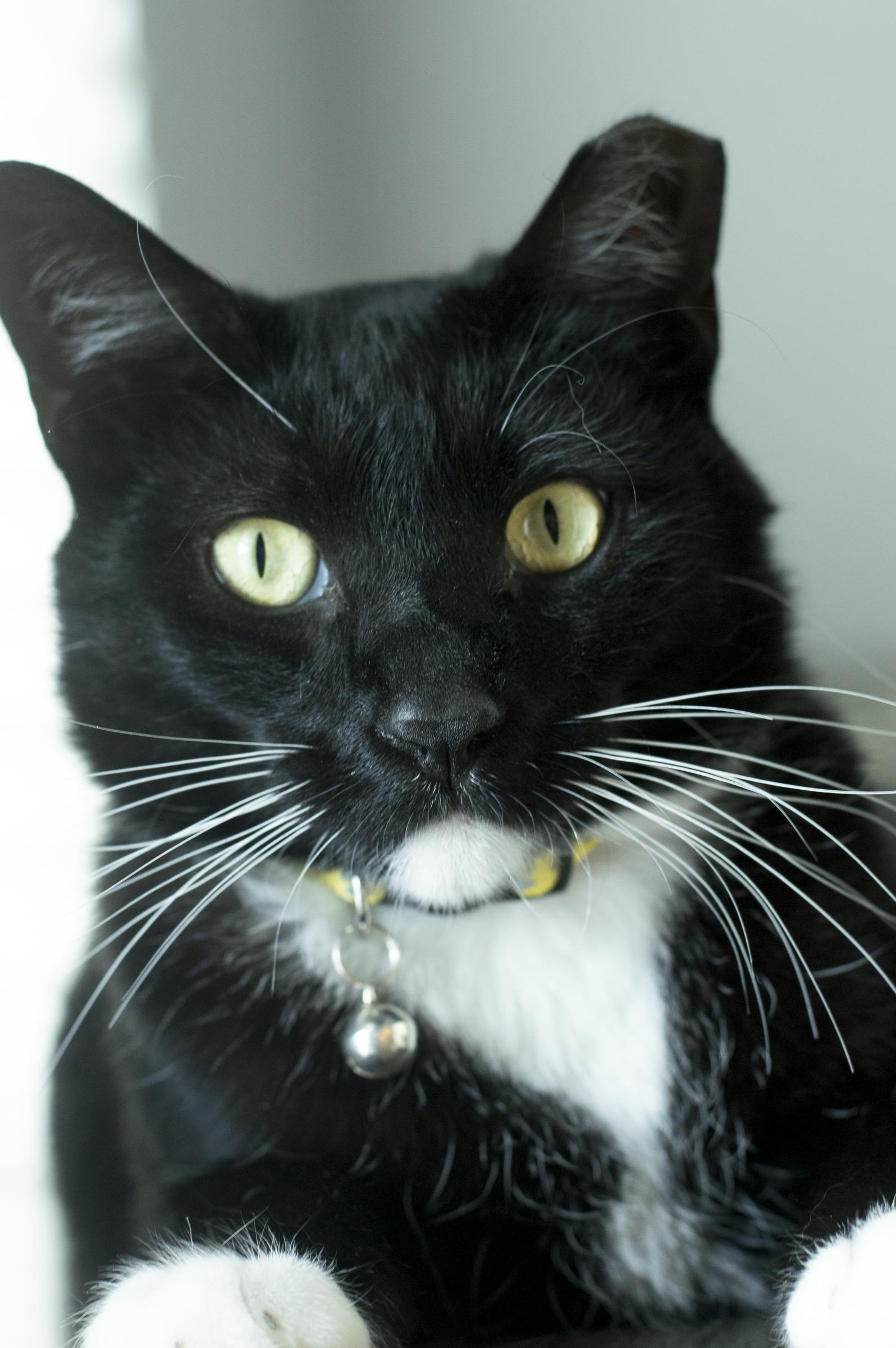 Nigiri, adoptable, Young Male Tuxedo.