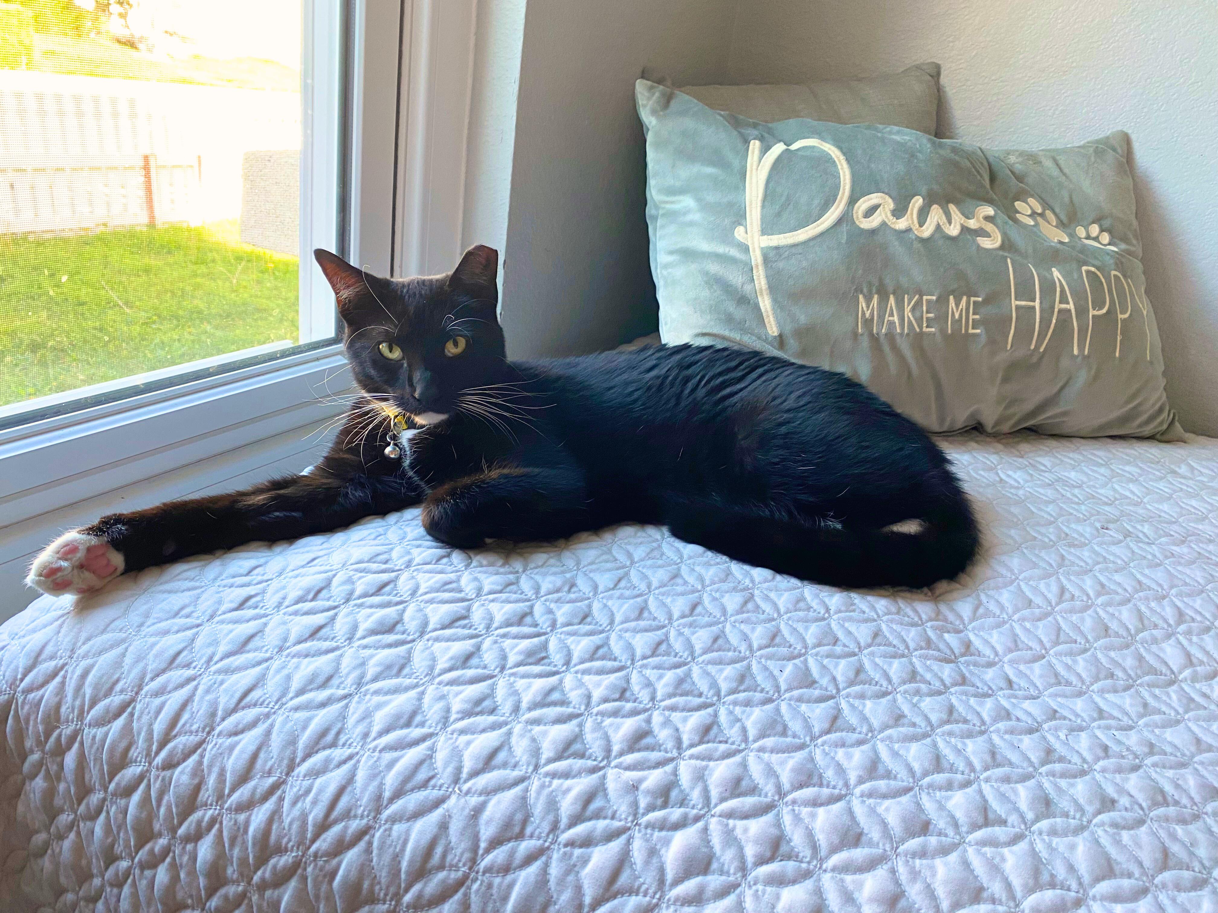 Enlarge Nigiri, an adoptable Tuxedo in Elk Grove, CA image 4/4