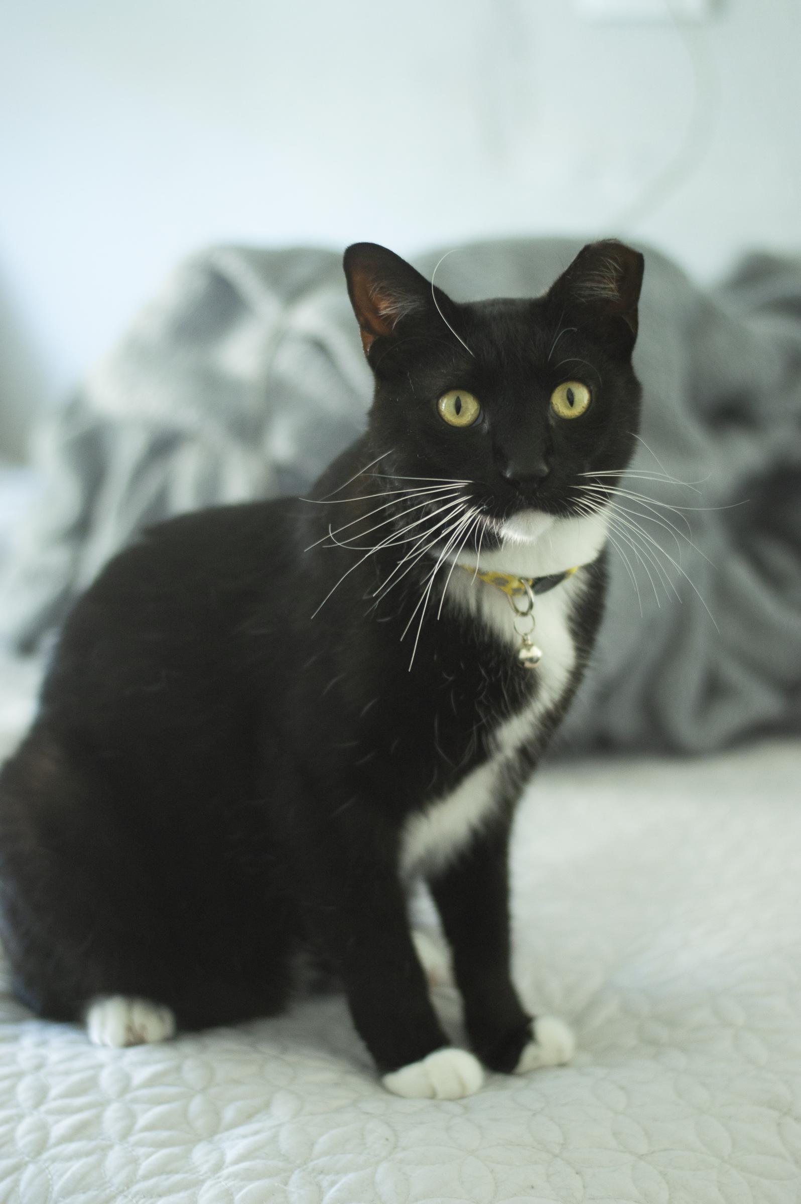 Enlarge Nigiri, an adoptable Tuxedo in Elk Grove, CA image 2/4