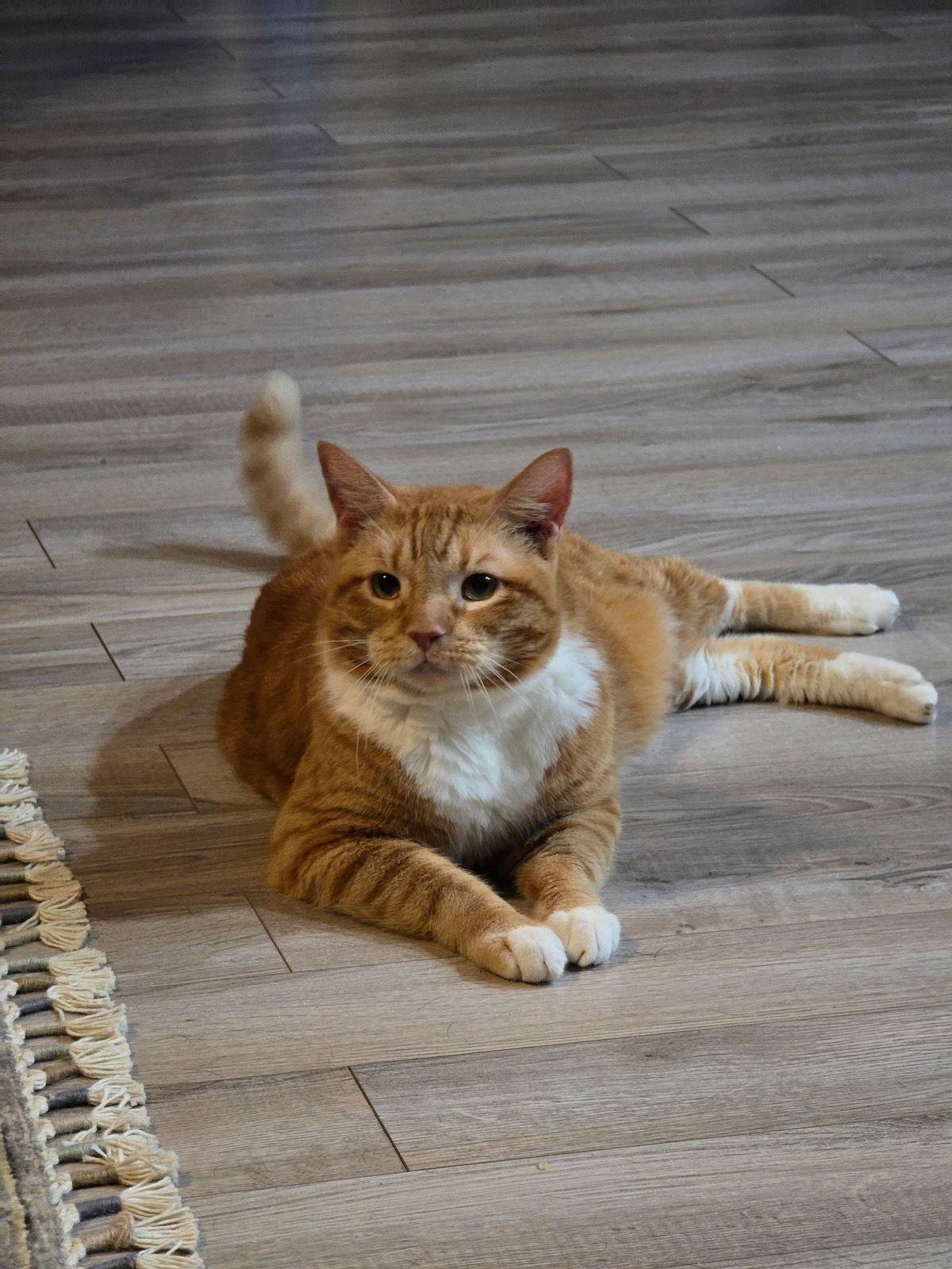 Frizzle Sizzle, Adopted, Senior Male Domestic Short Hair.