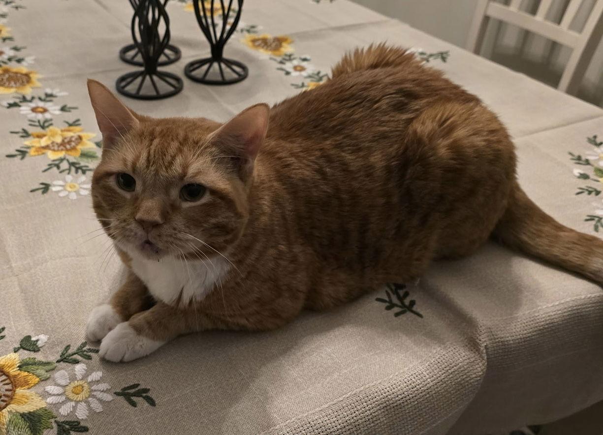 Frizzle Sizzle, a Adopted Domestic Short Hair in Satellite Beach, FL image 2/3