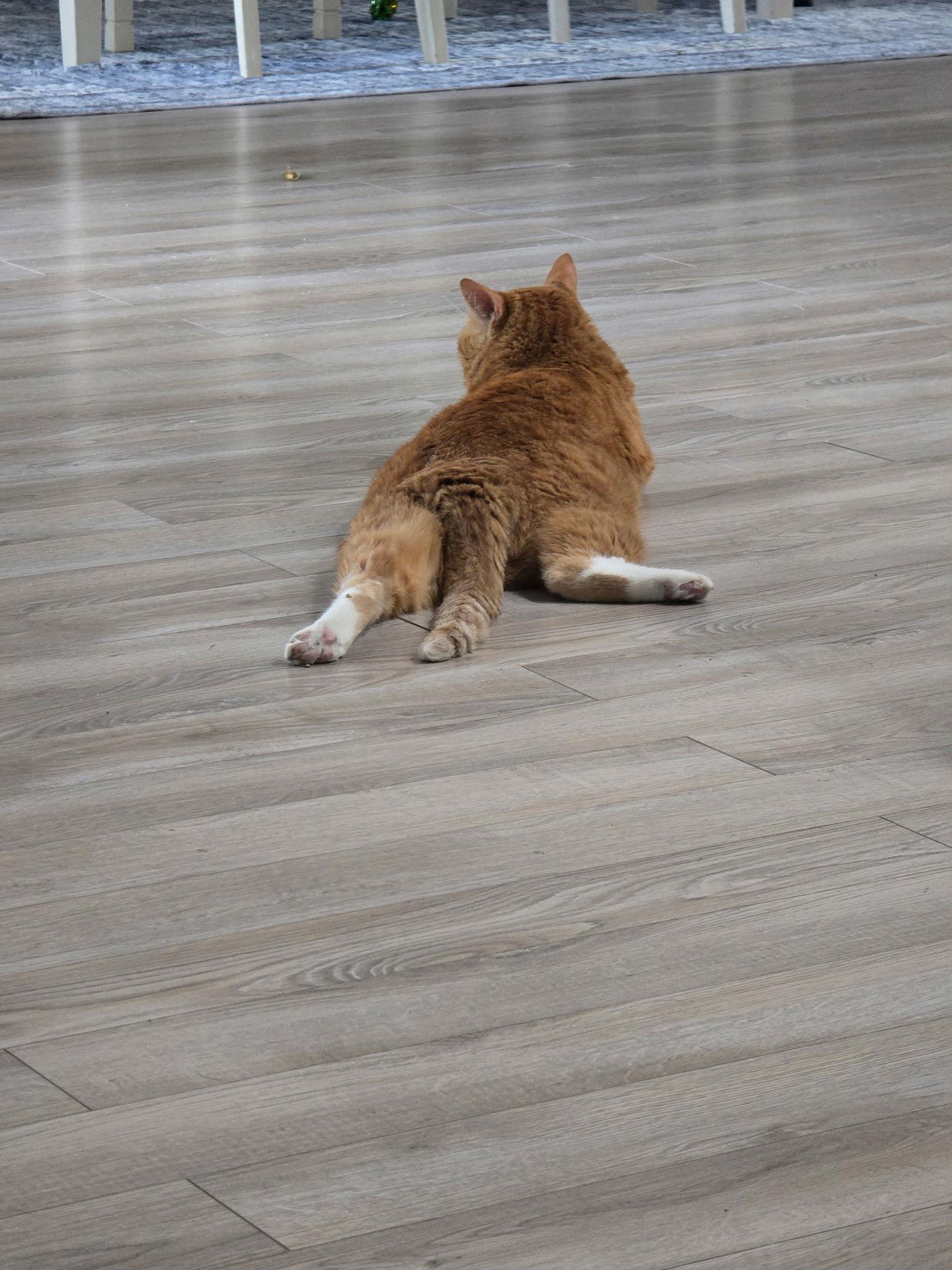 Frizzle Sizzle, a Adopted Domestic Short Hair in Satellite Beach, FL image 3/3