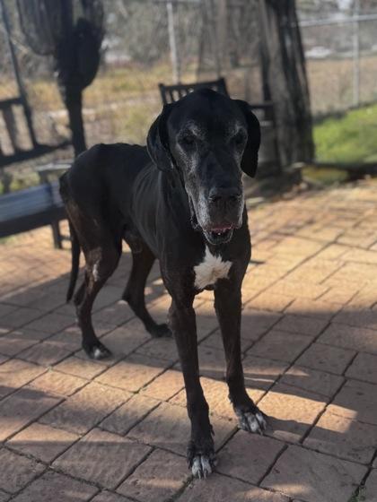 Dutch, a Adoptable mixed breed in Houston, TX image 1/2
