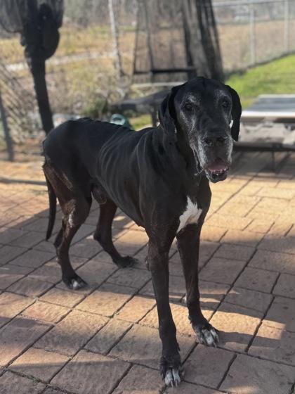 Dutch, a Adoptable mixed breed in Houston, TX image 2/2
