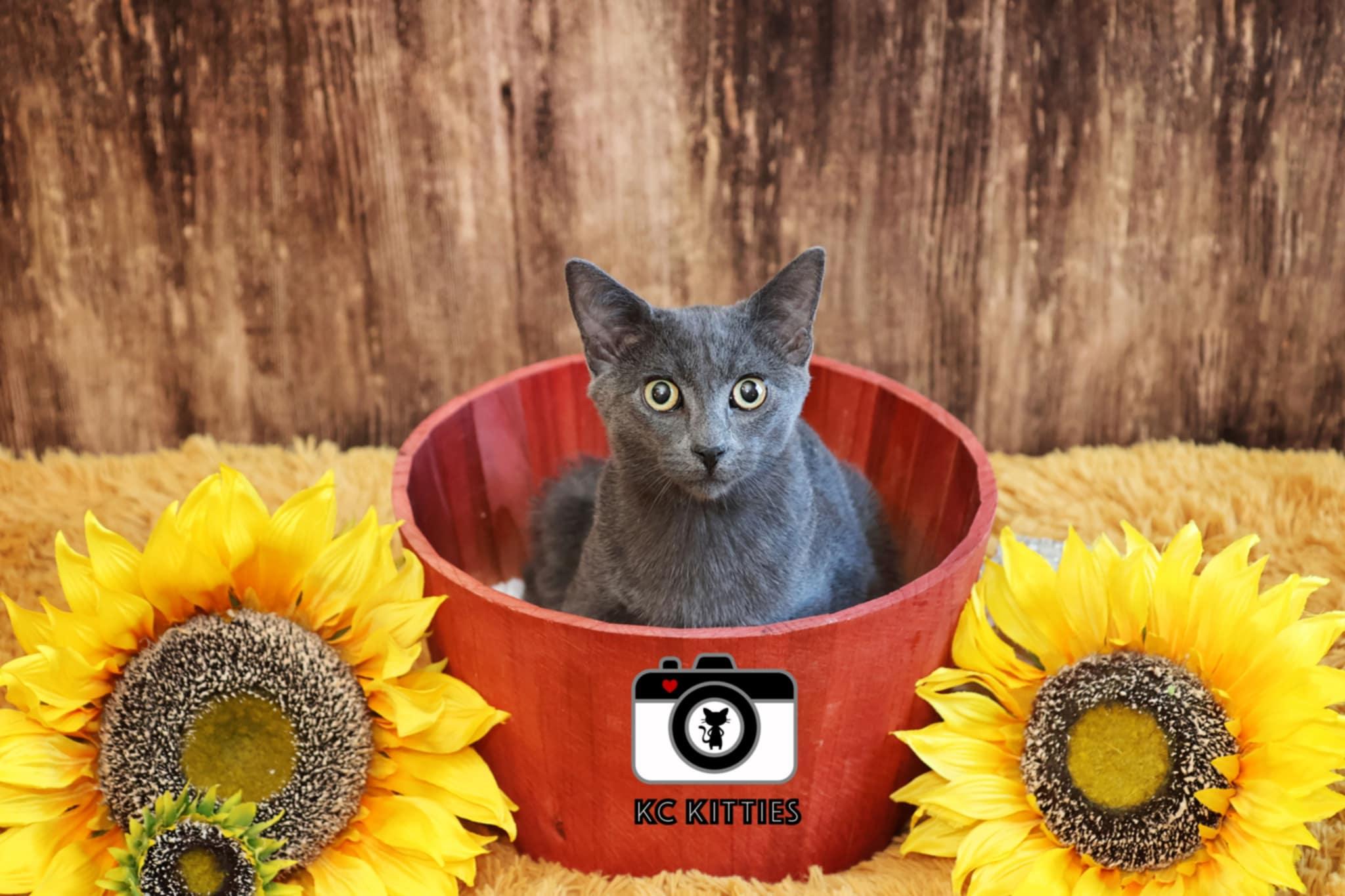 Enlarge Ares, a Adoptable Domestic Short Hair in Overland Park, KS image 1/3