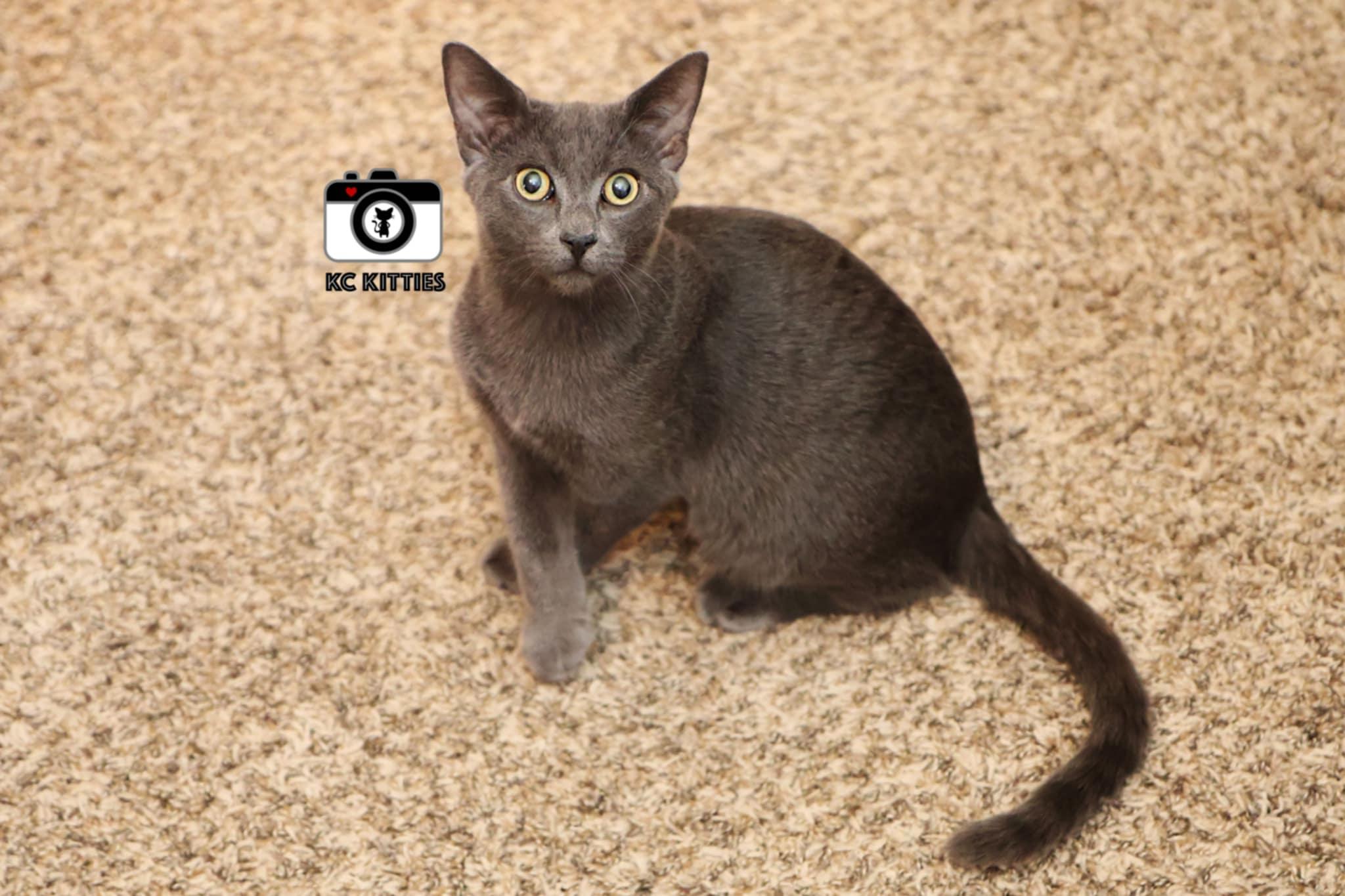 Enlarge Ares, a Adoptable Domestic Short Hair in Overland Park, KS image 2/3