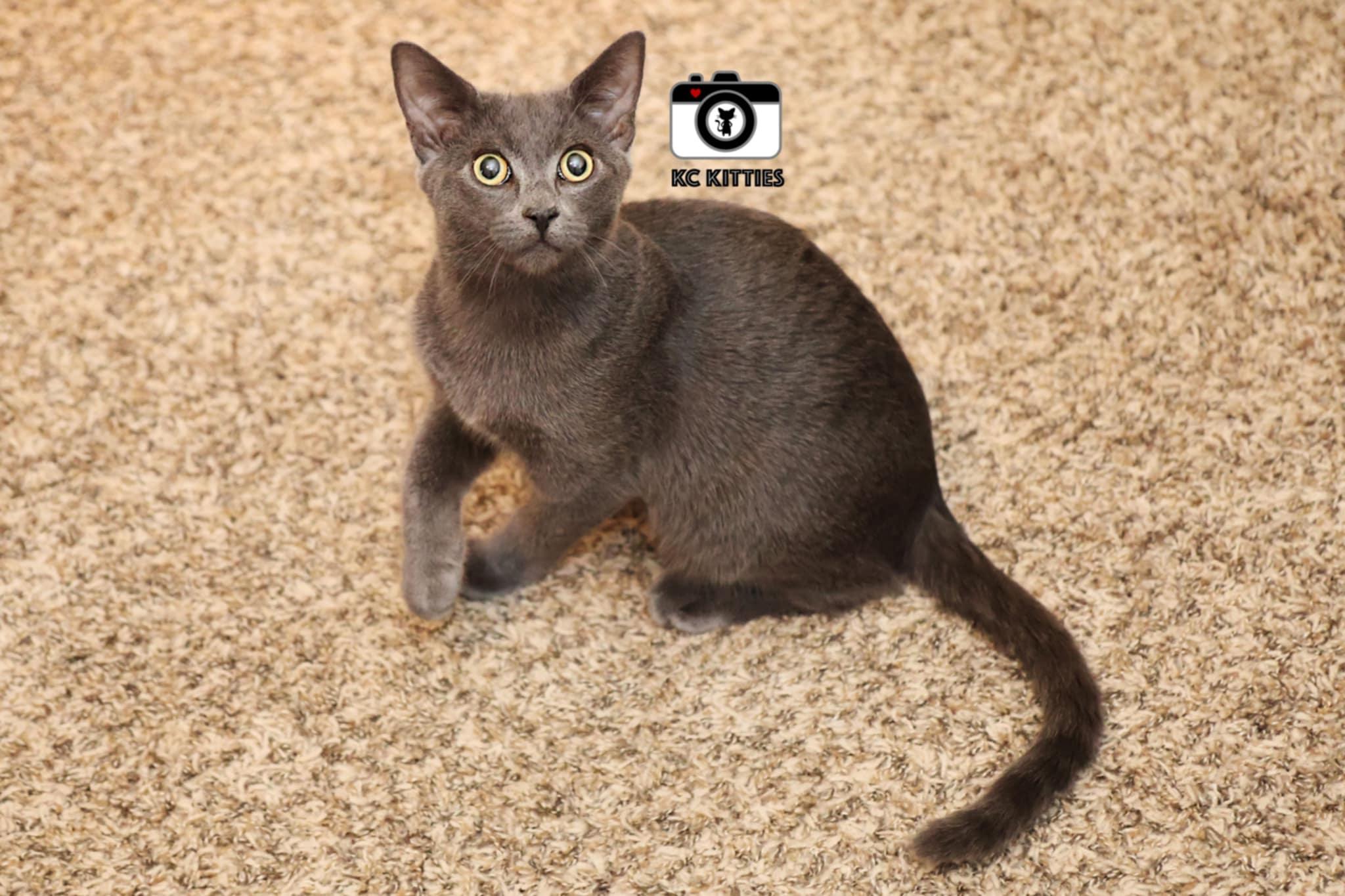 Enlarge Ares, a Adoptable Domestic Short Hair in Overland Park, KS image 3/3