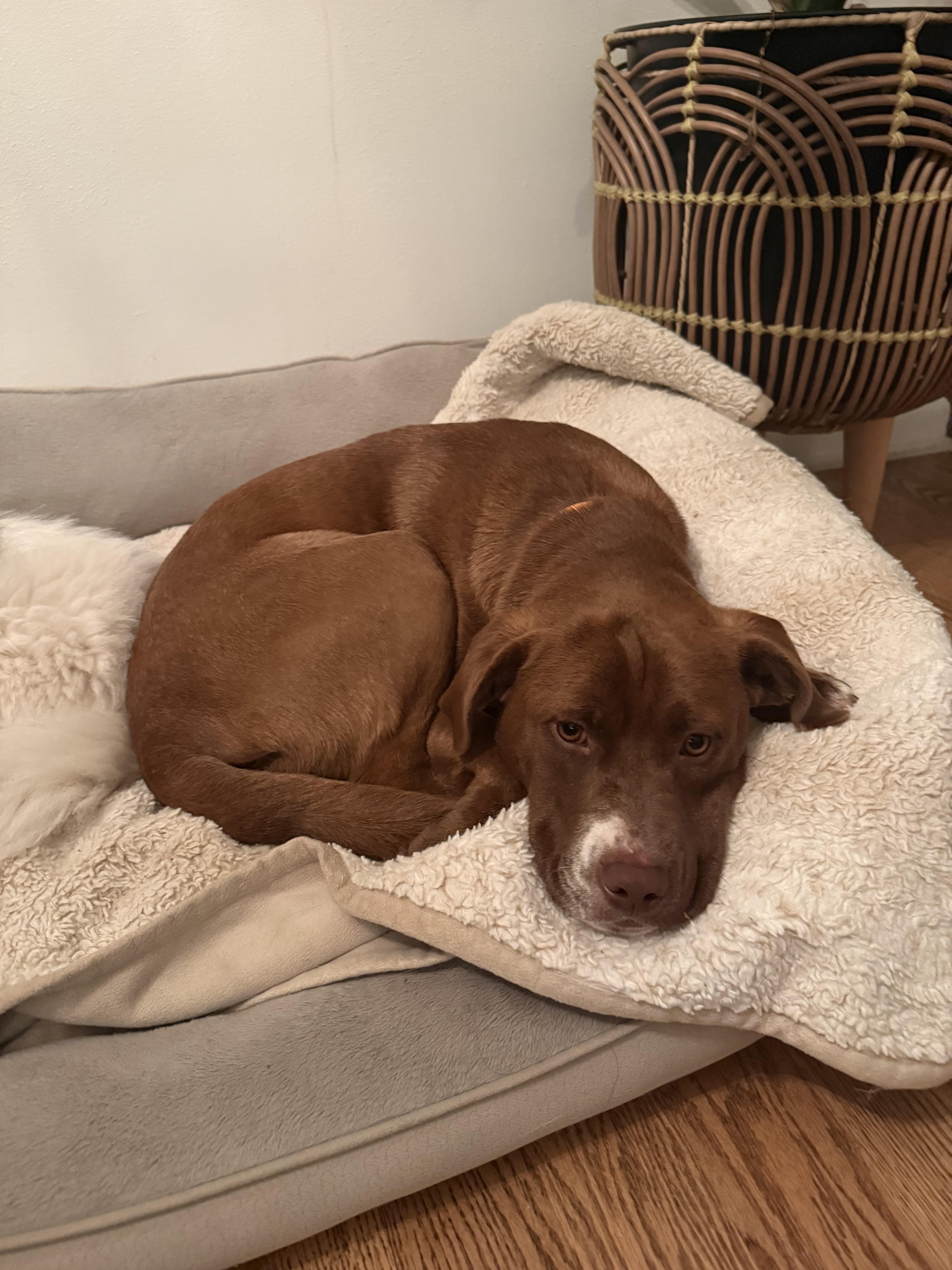 Enlarge Letty, a ADOPTABLE mixed breed in Cedarburg, WI image 2/6