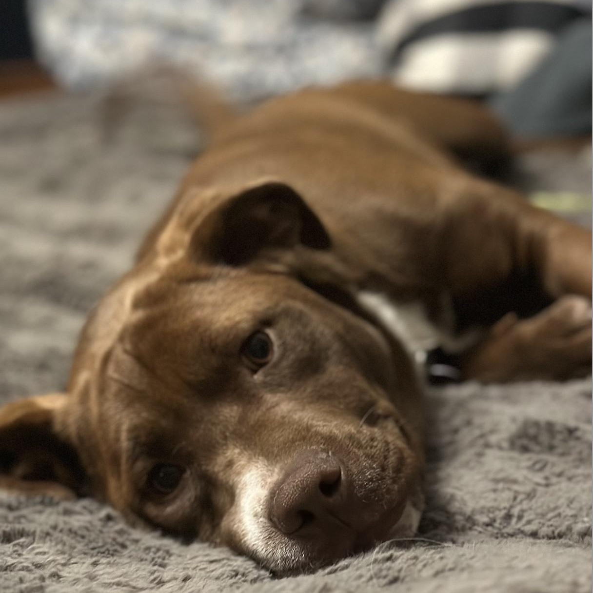 Enlarge Letty, a ADOPTABLE mixed breed in Cedarburg, WI image 5/6